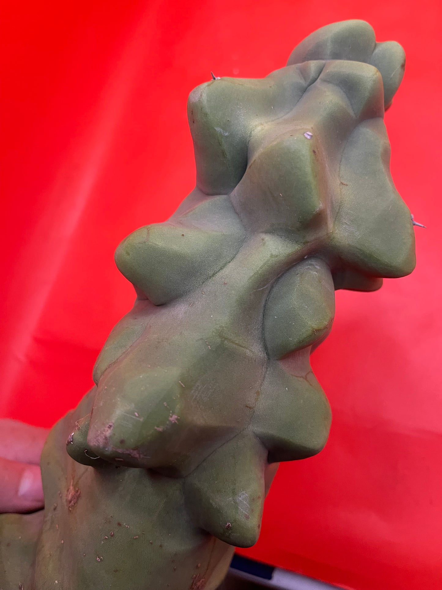 Obesa Totem !!!