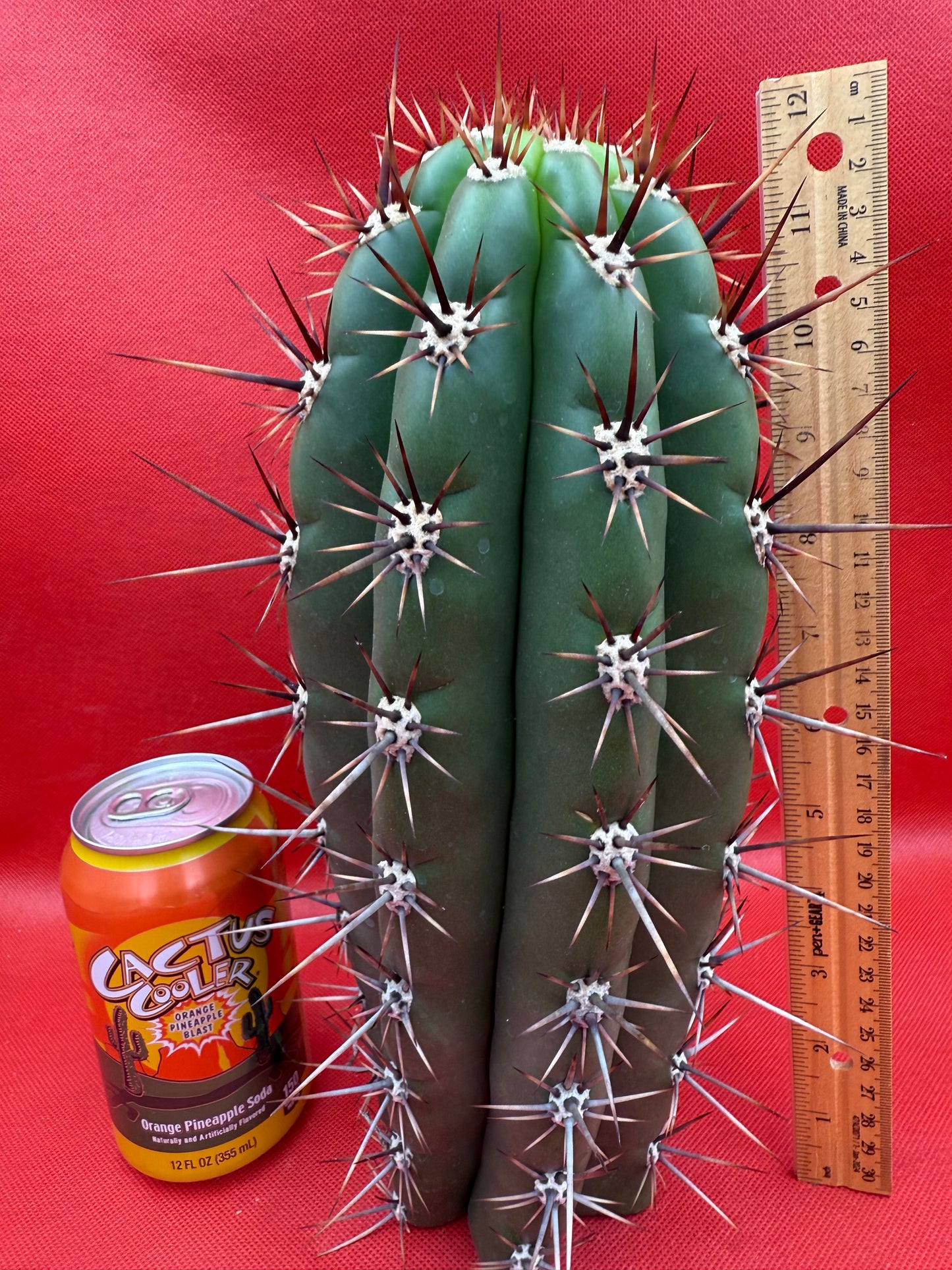 Huge San Pedro Cactus 🌶️Trichocereus Tacaquirensis !