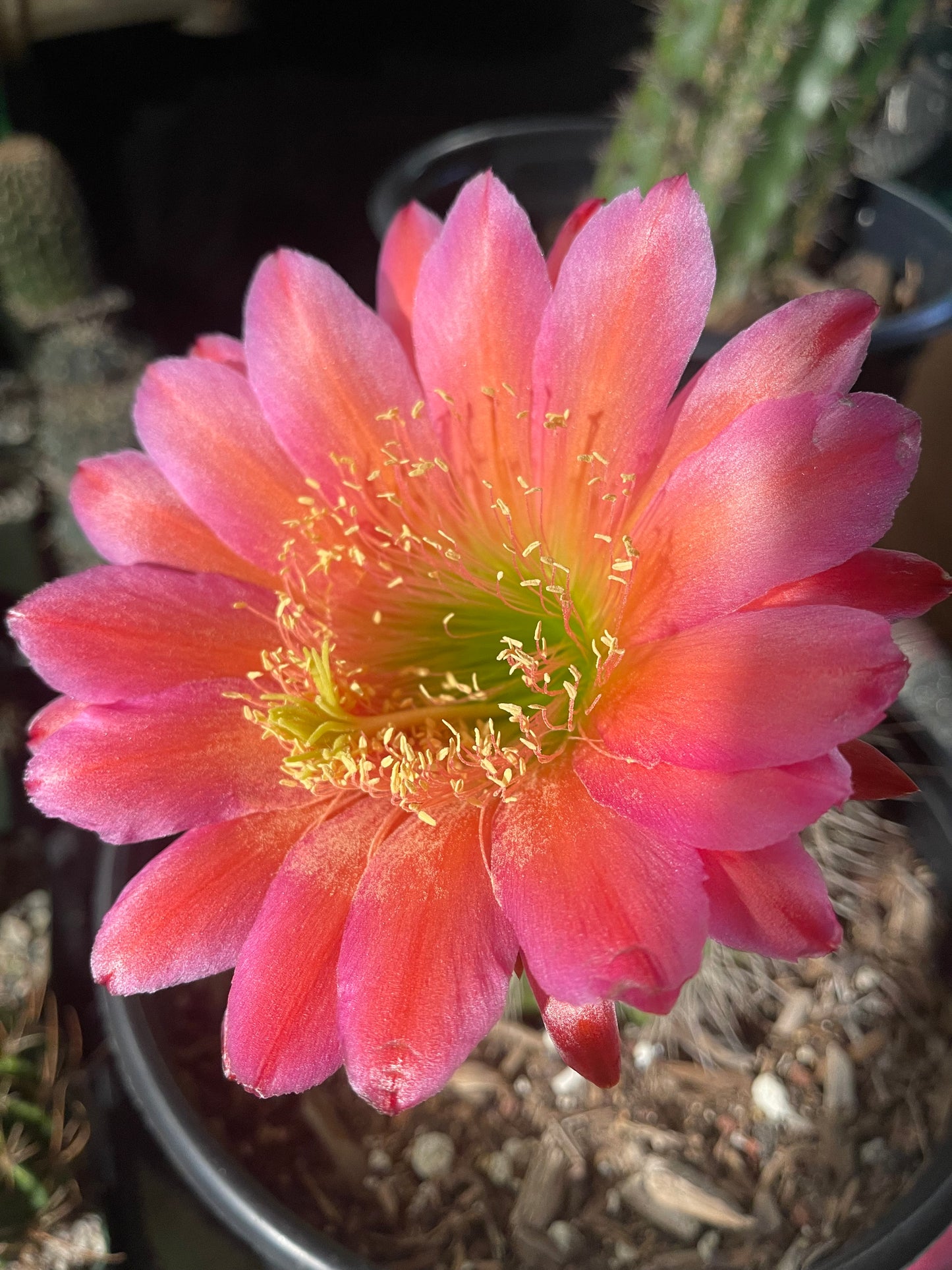 Trichocereus seeds !!!