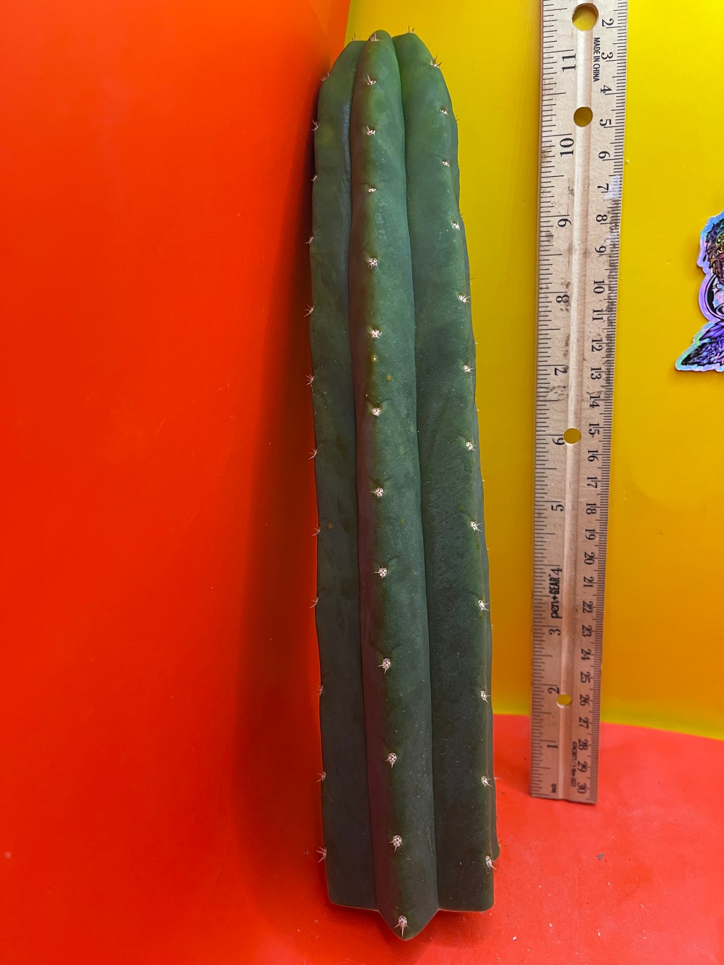 San Pedro Cactus šµ