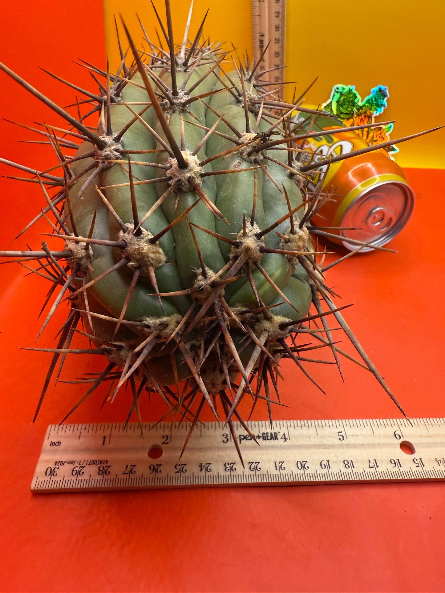 Tacaquirensis