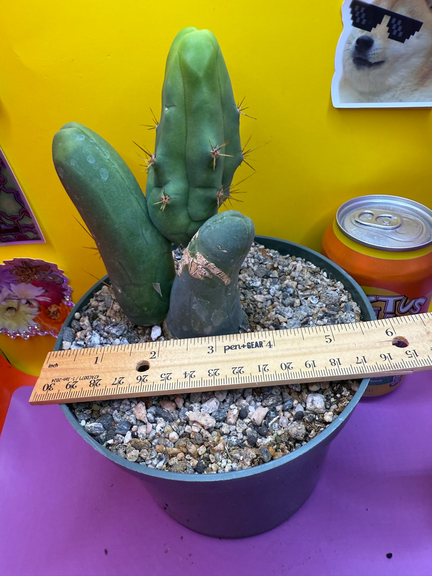 Tbm in 6” inch wide pot- exact cactus pictured!