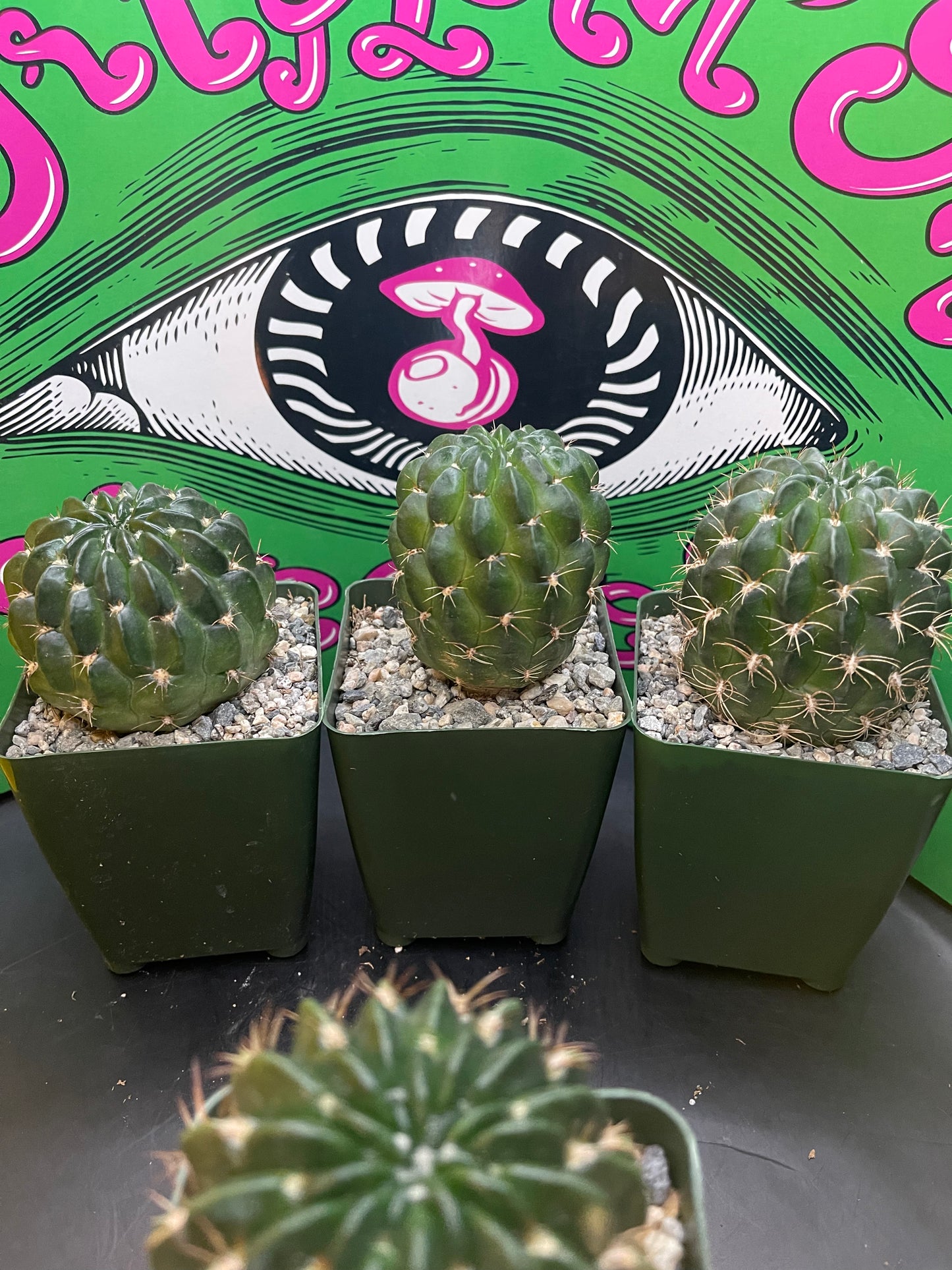 Lobivia !!!!These get Big gorgeous flowers , can be cross pollinated with trichocereus !!