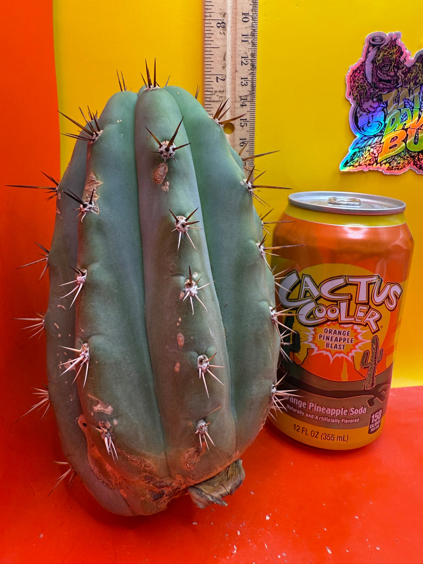 SSO2 x (Peru x Juules Giant) ! Seed grown cactus! BRIDGESII X PERUVIANUS X PACHANOI