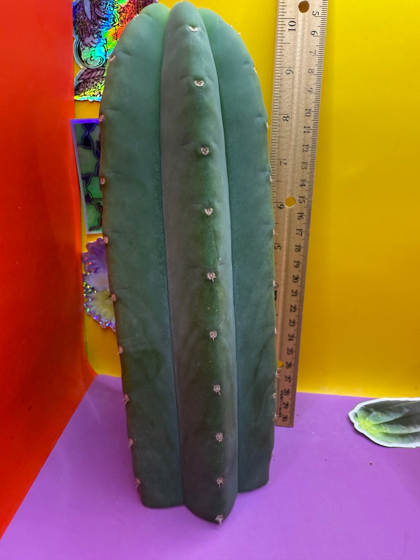 Tip of FAT Cahuilla!