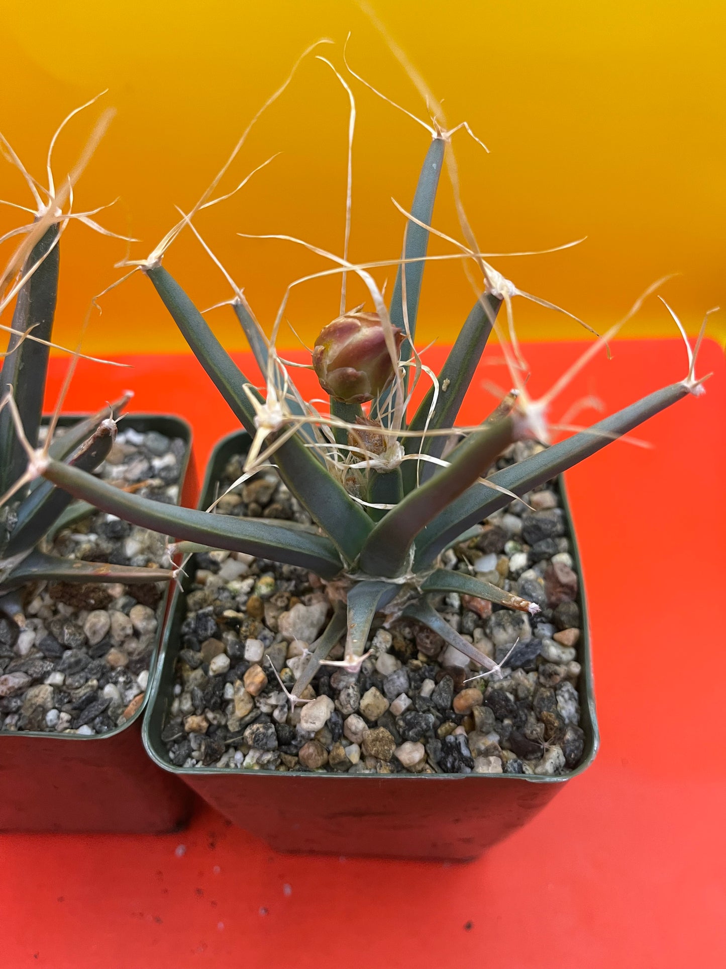 Leuchtenbergia principis with flower buds