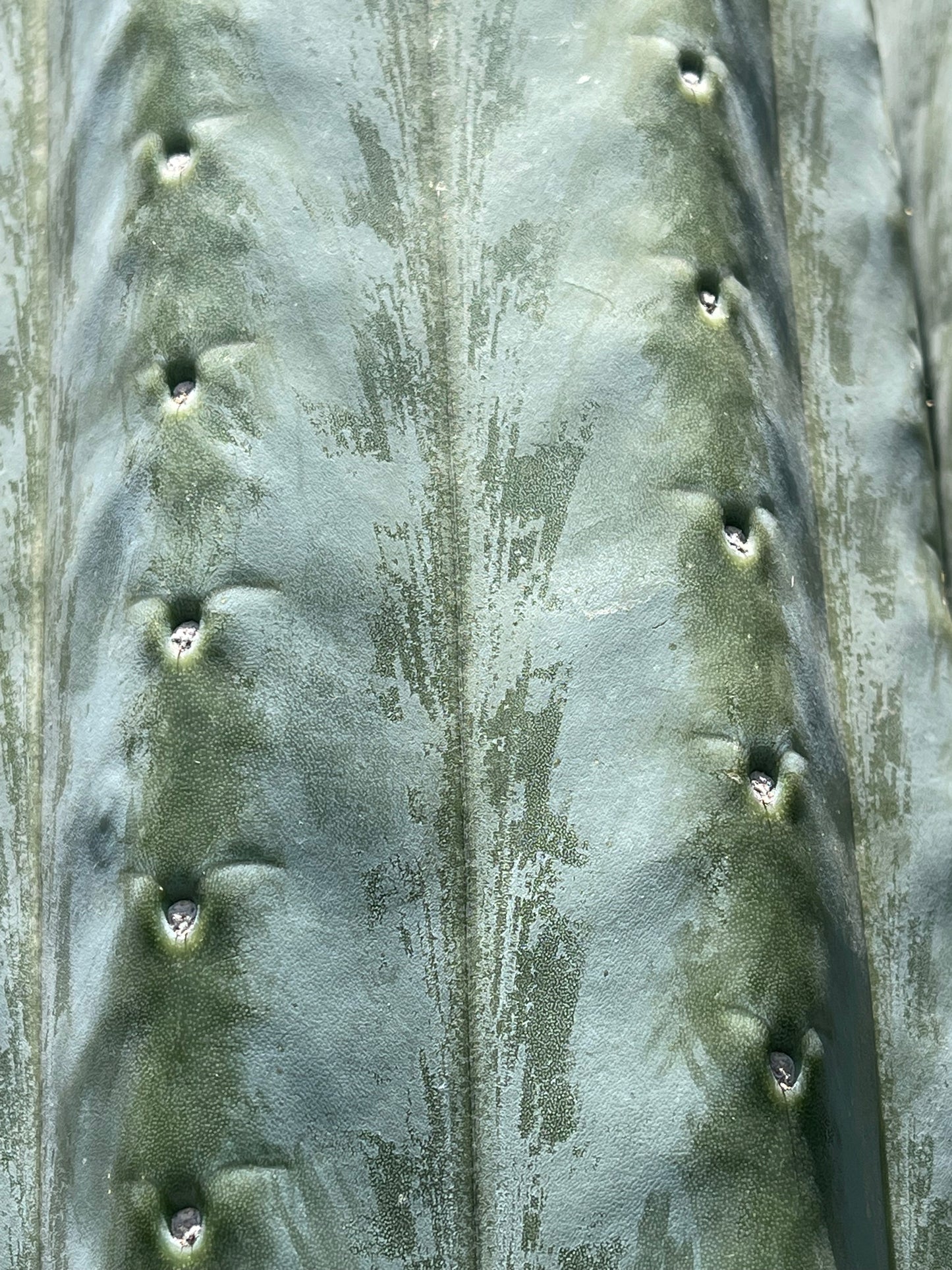 100 San Pedro Cactus - “Cahuilla” seeds!!