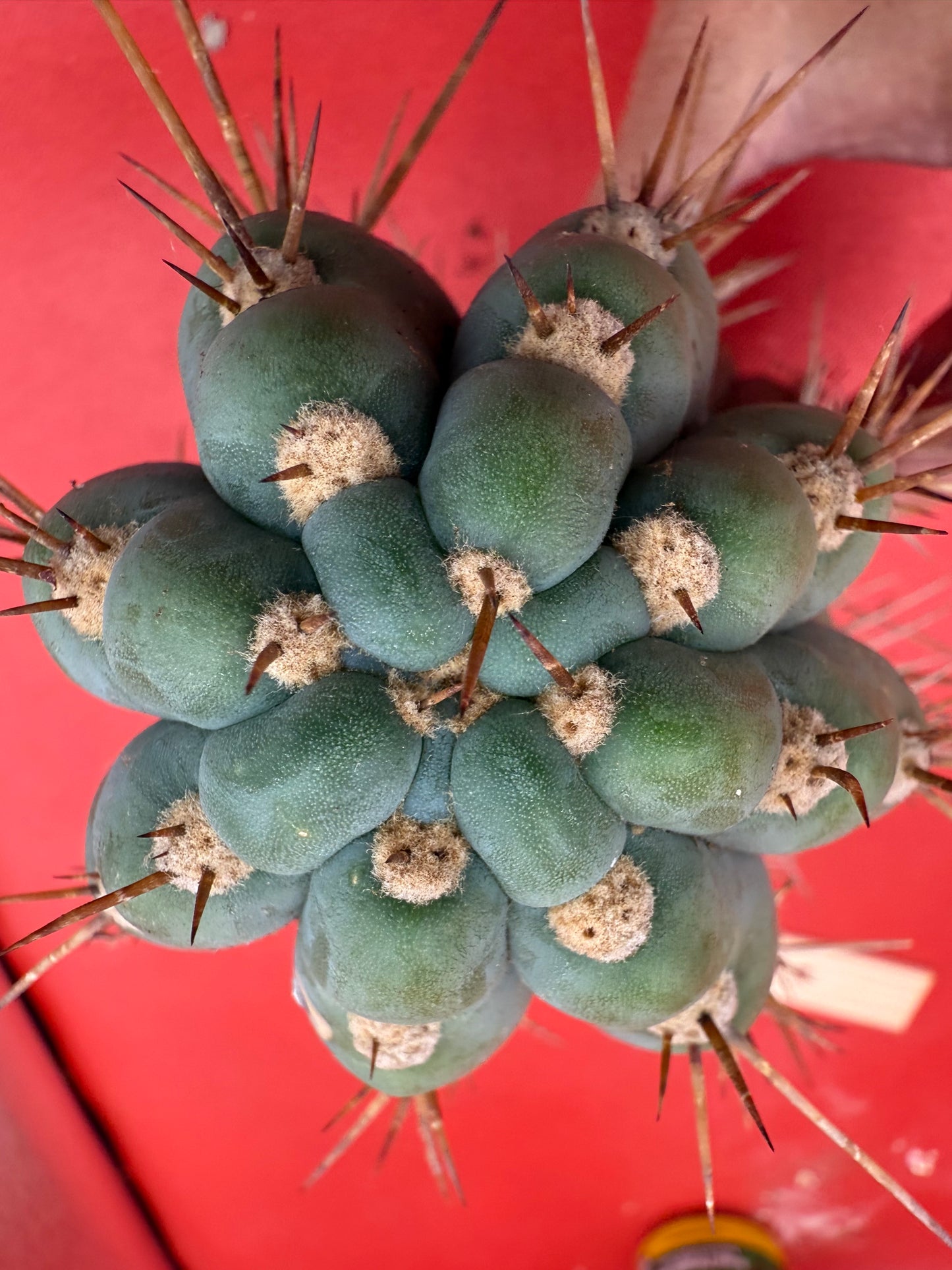 SERRA BLUE San Pedro Cactus ! 4” thick this exact cut!!