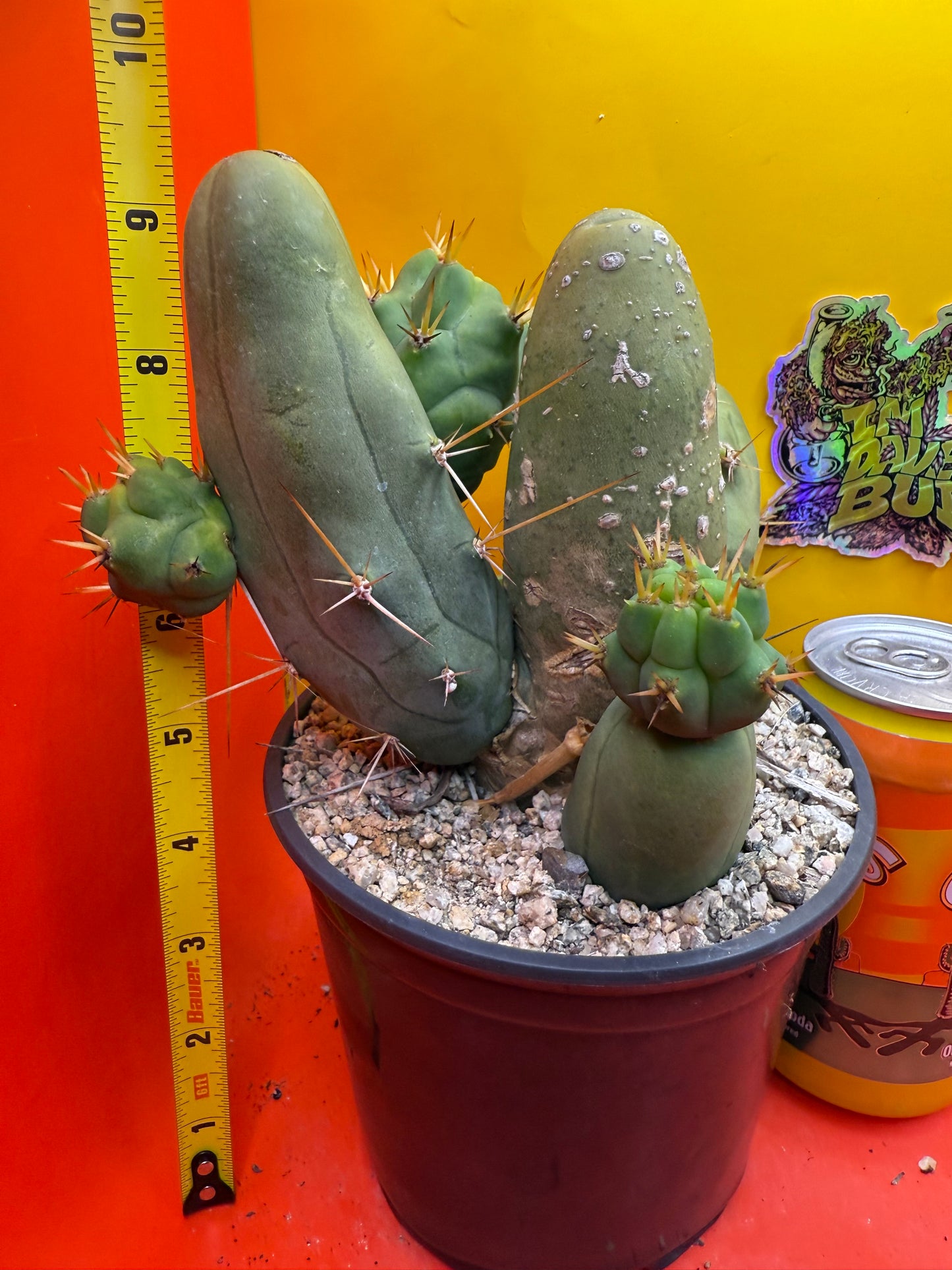 Exact cactus !