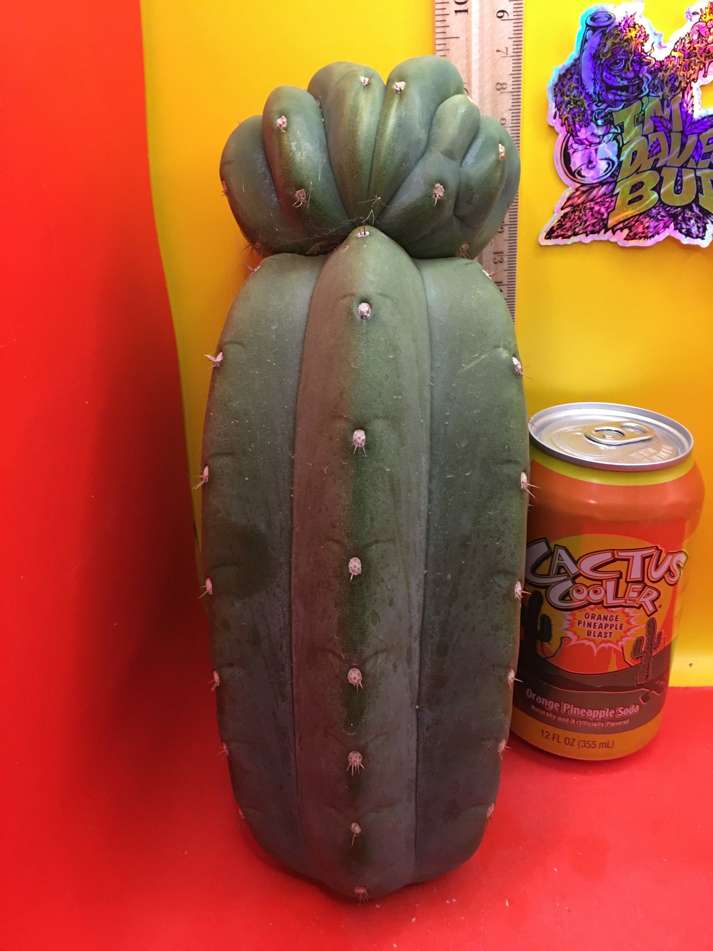 Cahuilla weirdo ! Double tip