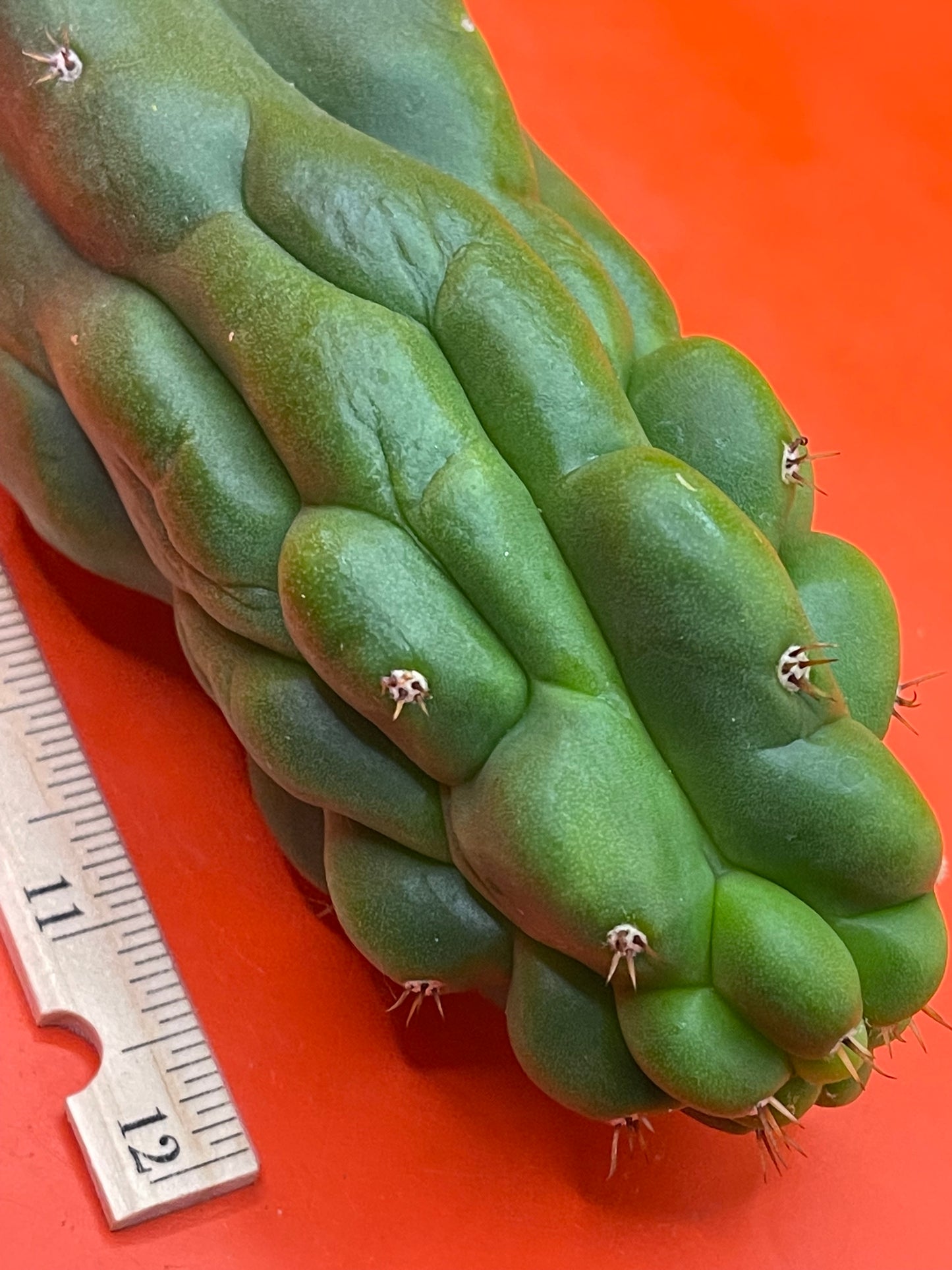 Monstrose San Pedro cactus - TPM !