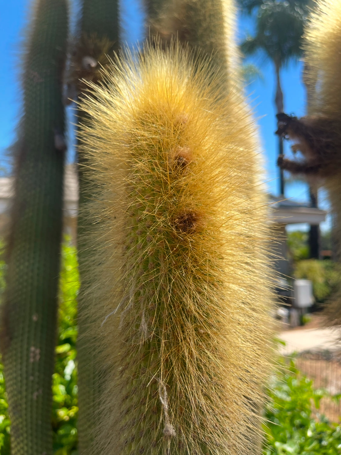 Weberbauerocereus johnsonii seeds