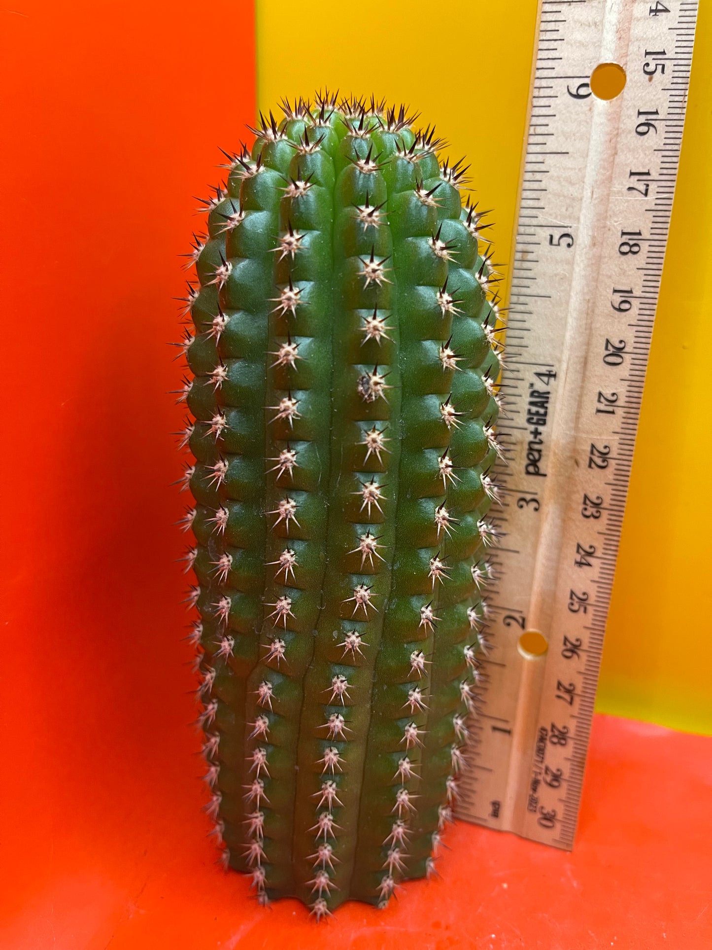 Trichocereus Brevispinulosus