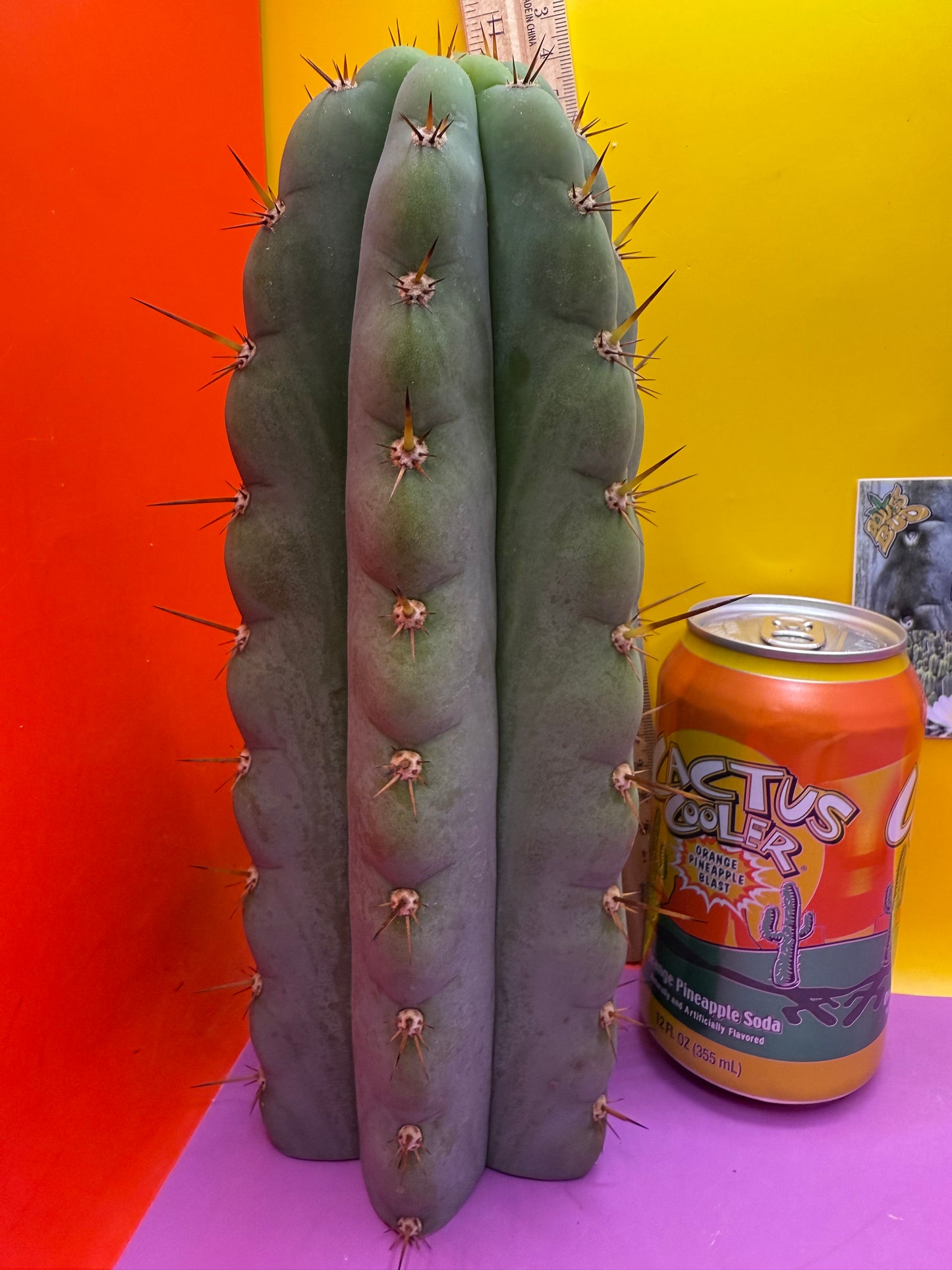 Icaros !! HUGE SAN PEDRO CACTUS