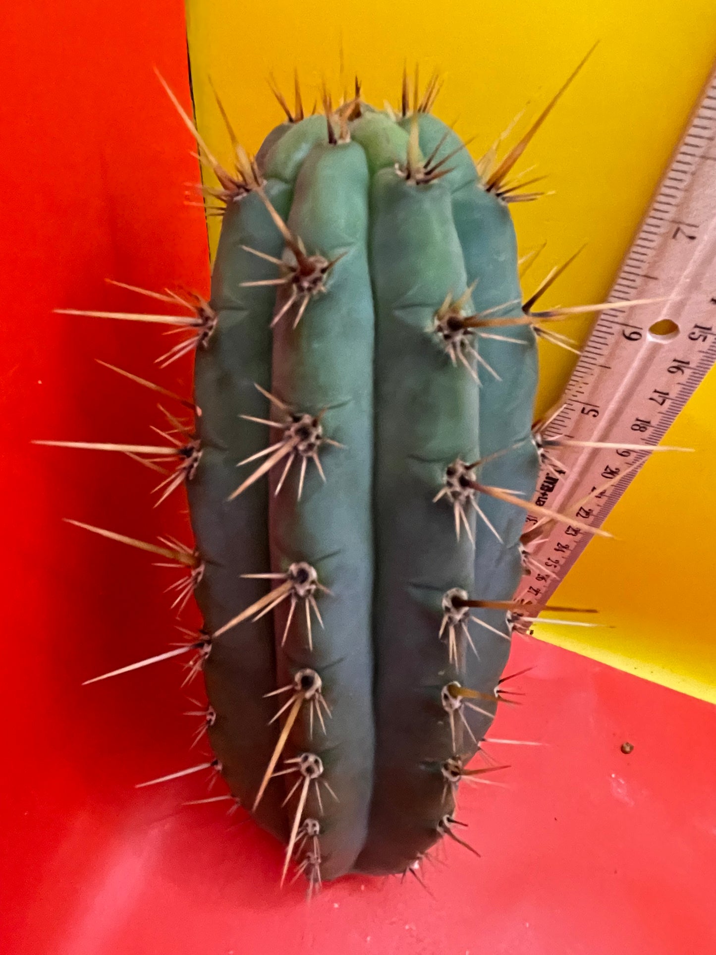 Trichocereus cutting for sale