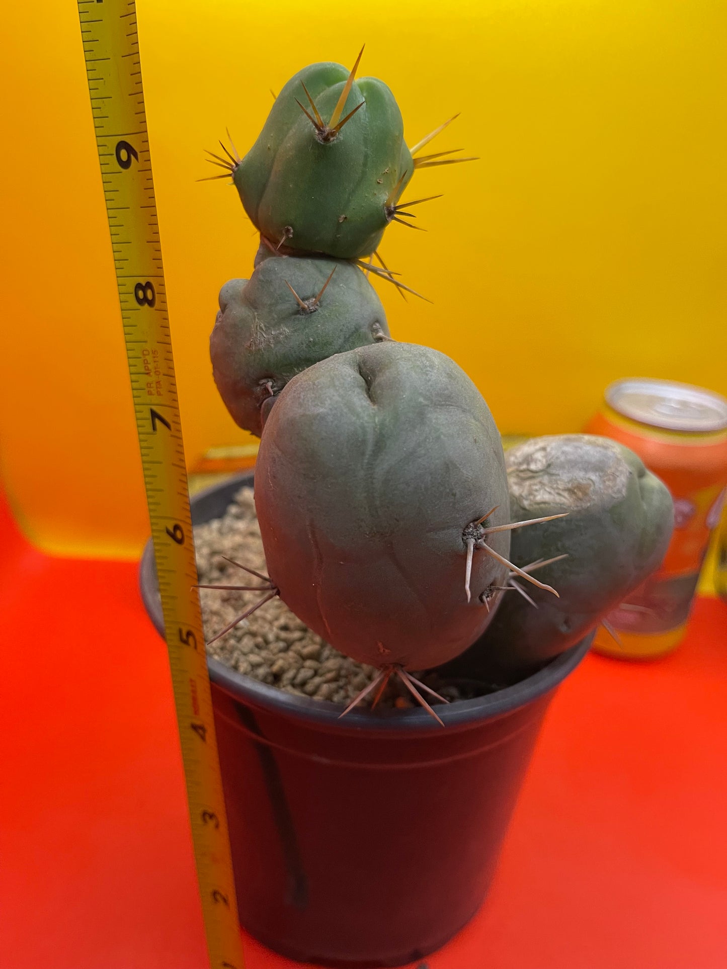 Tbm cactus !!!