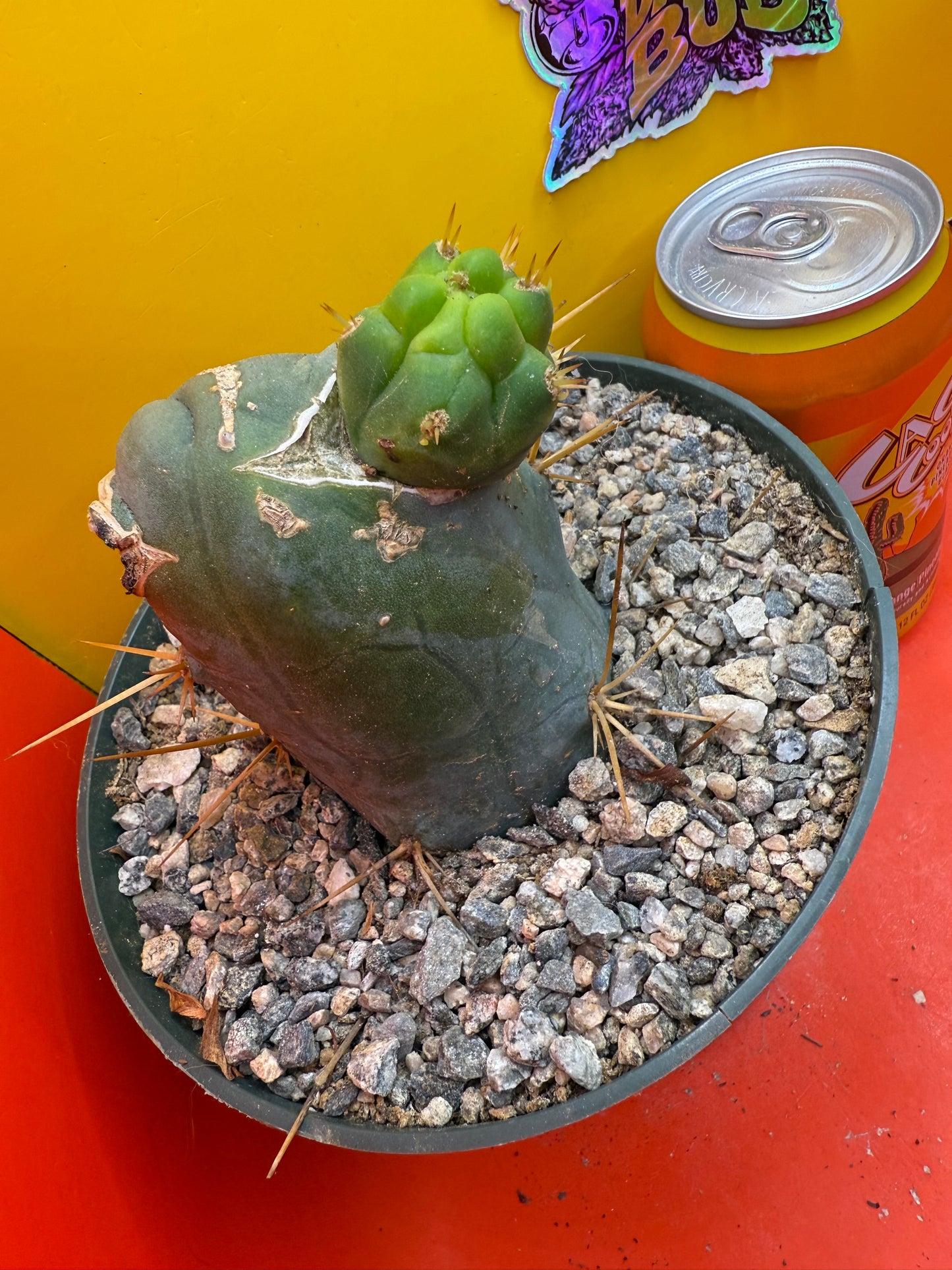 Big fat TBM in 6” wide pot