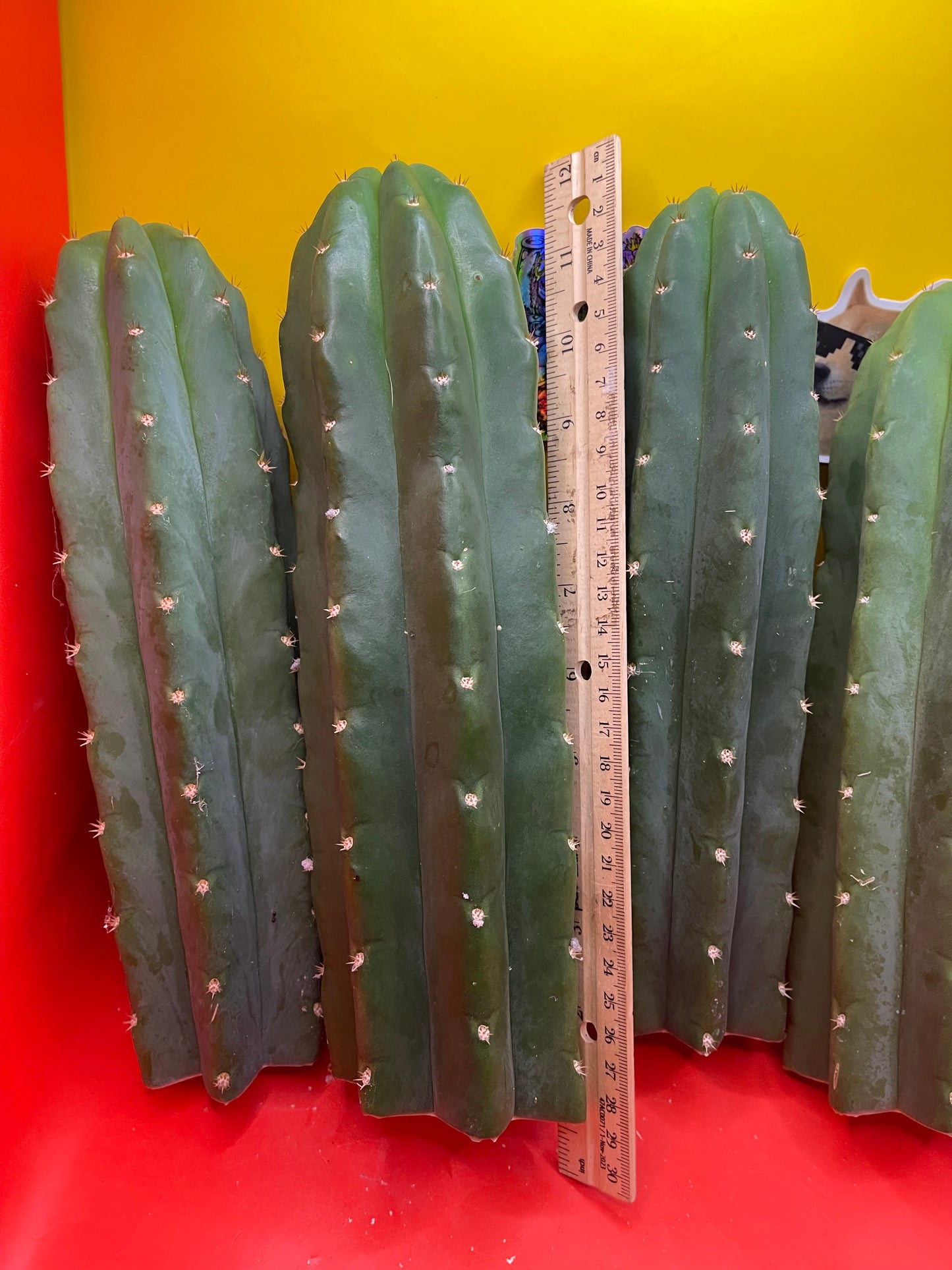 SAN PEDRO CACTUS CUTTING !