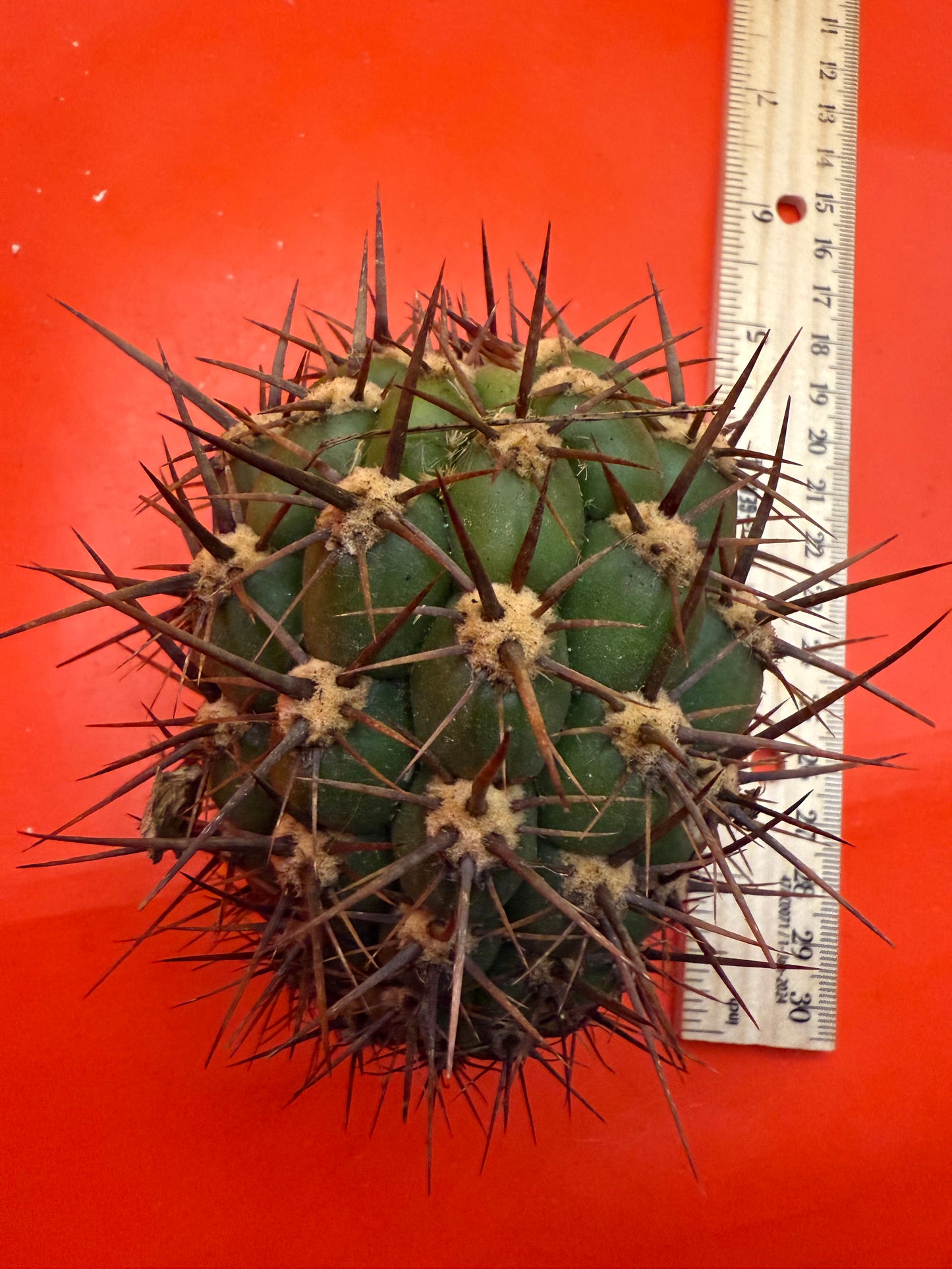 Exact cactus - Trichocereus Tacaquirensis