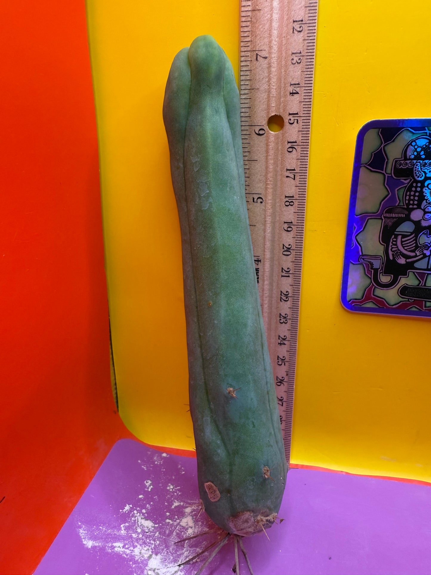 TBM-A LONG FORM CACTUS