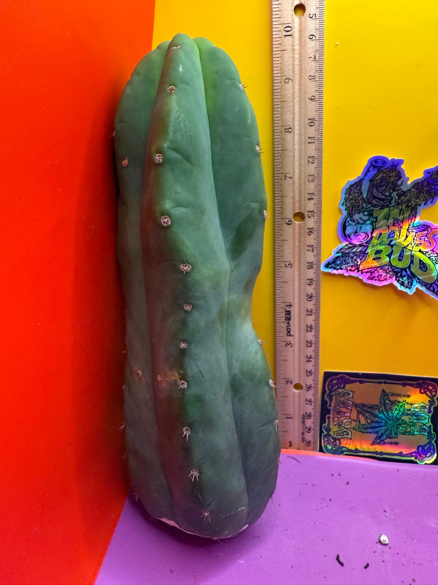 Cahuilla !!