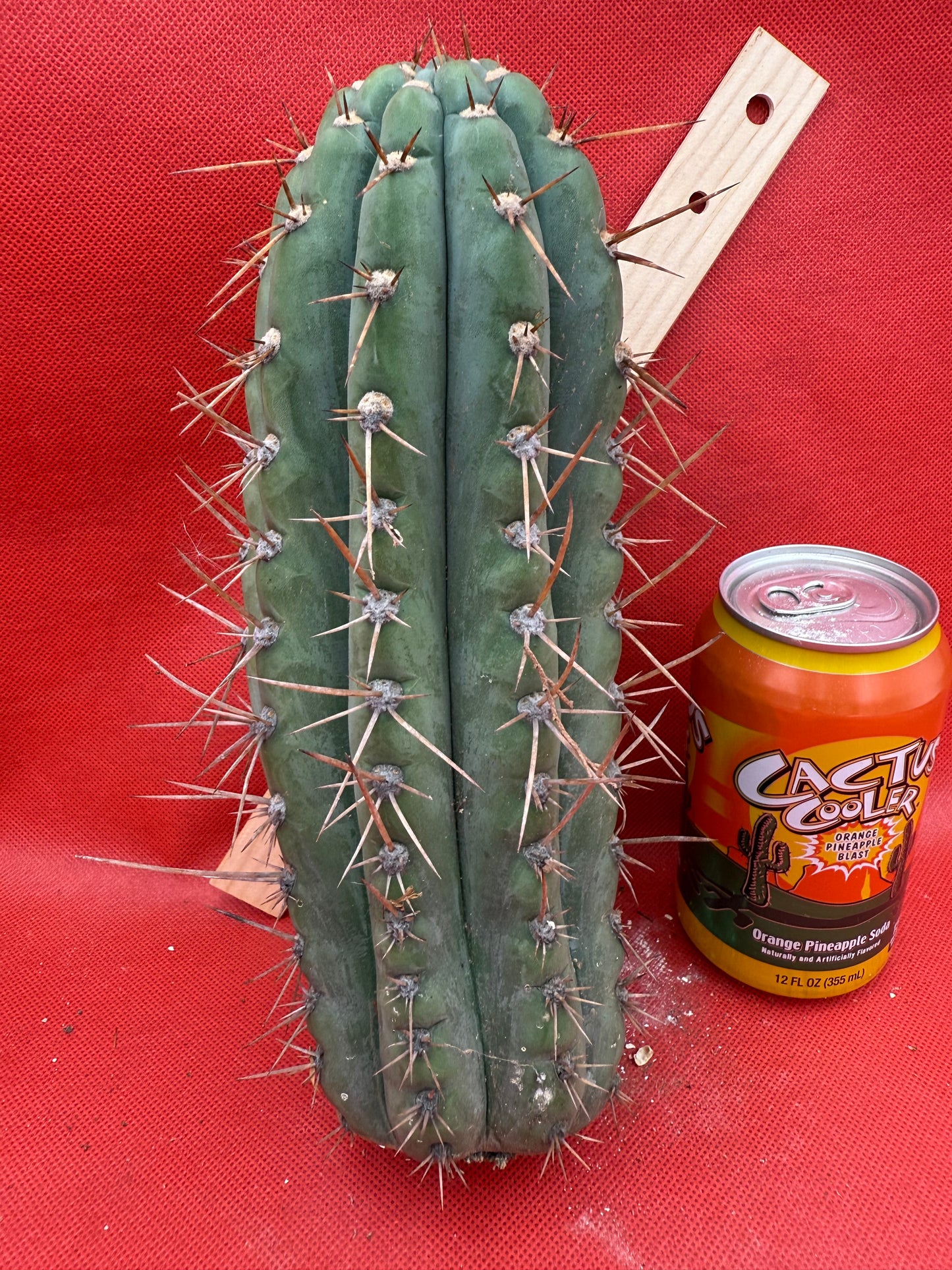 SERRA BLUE San Pedro Cactus ! 4” thick this exact cut!!