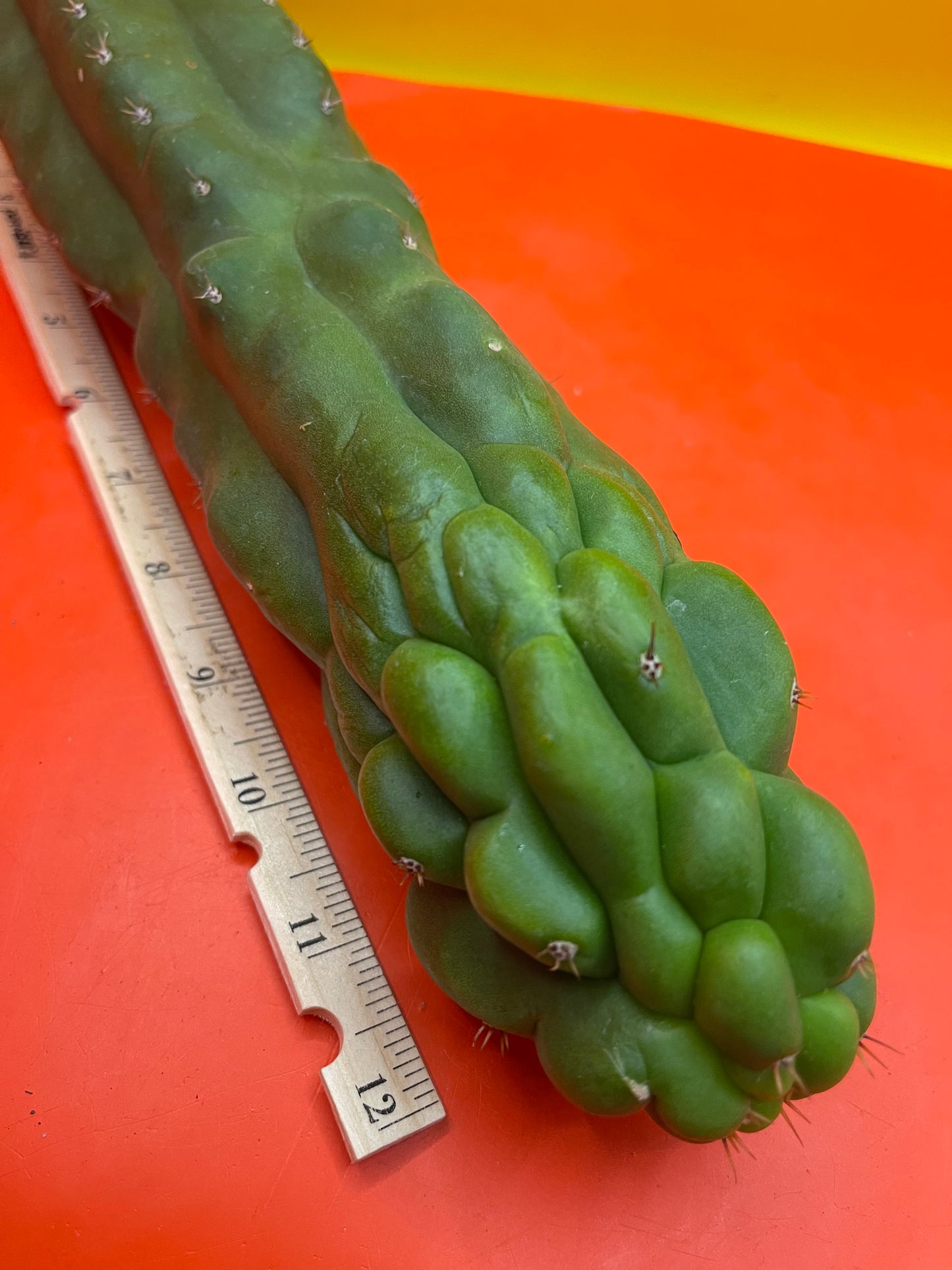 Monstrose San Pedro cactus - TPM !