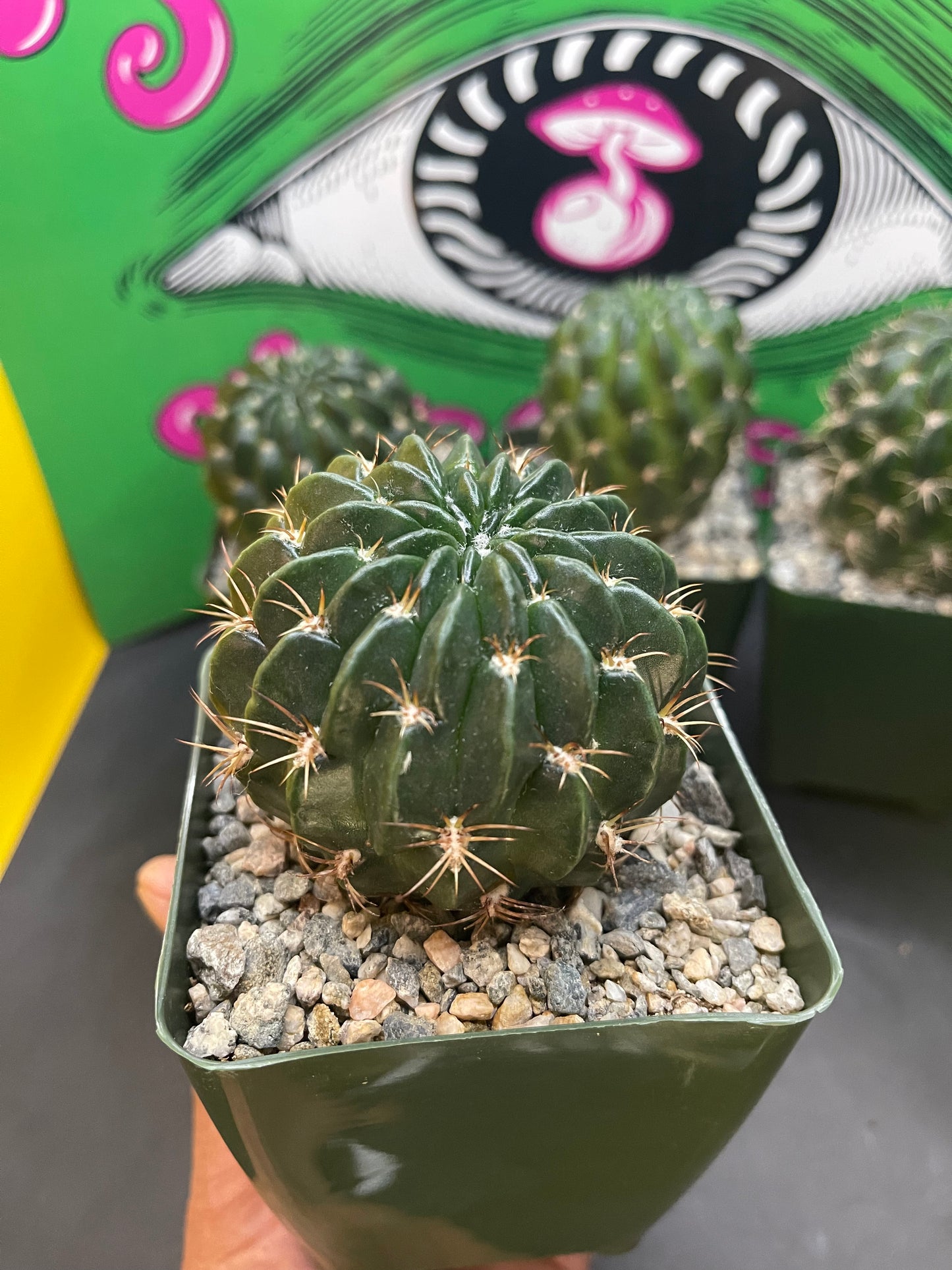 Lobivia !!!!These get Big gorgeous flowers , can be cross pollinated with trichocereus !!