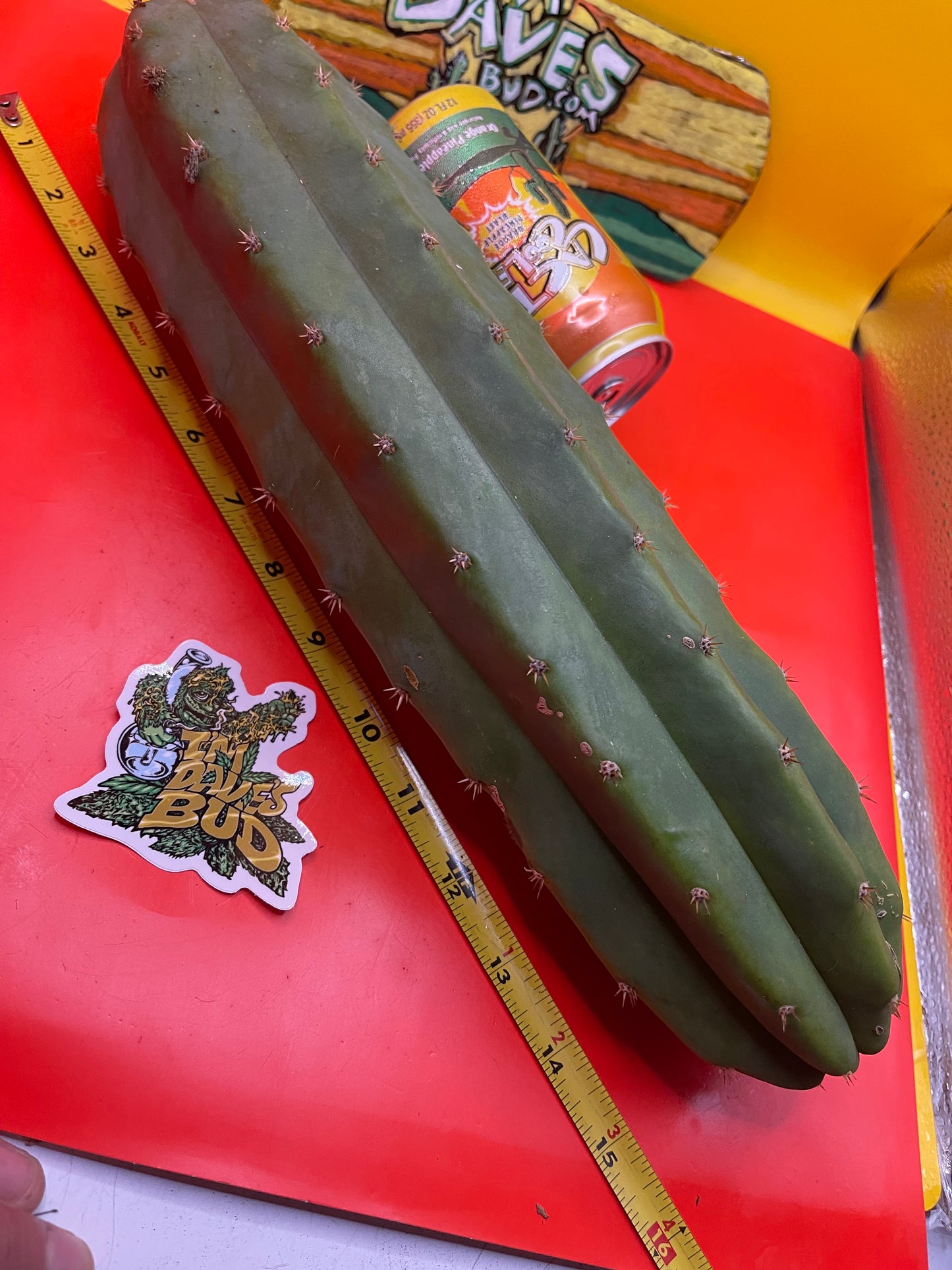 Sanpedro cacti 🌵!! Extra large