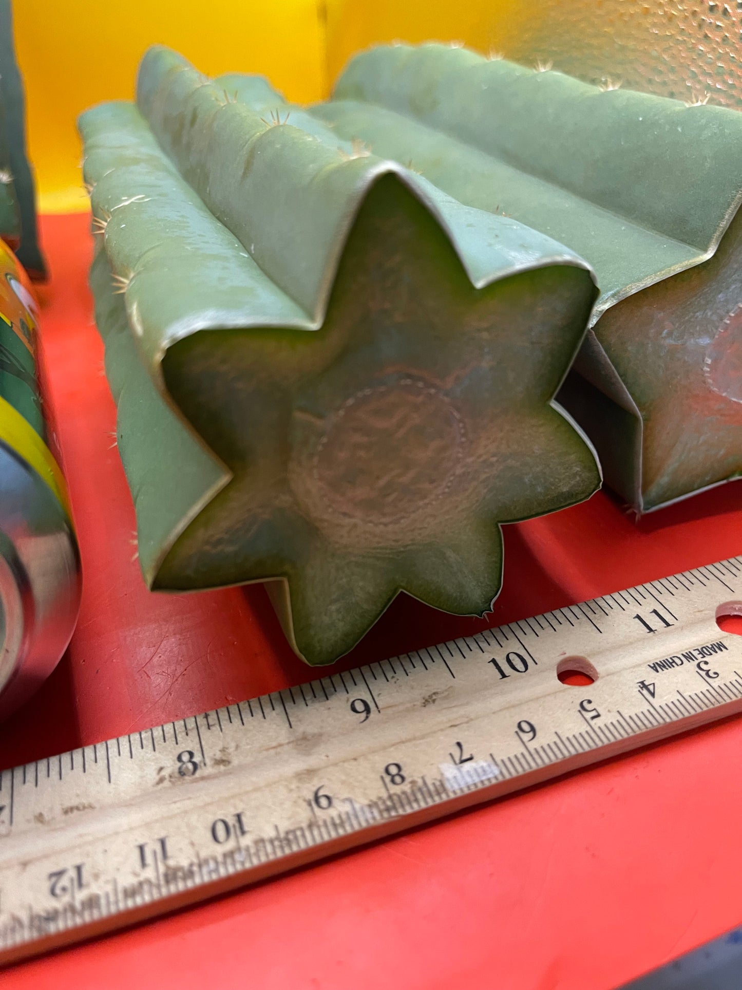 SAN PEDRO CACTUS CUTTING !
