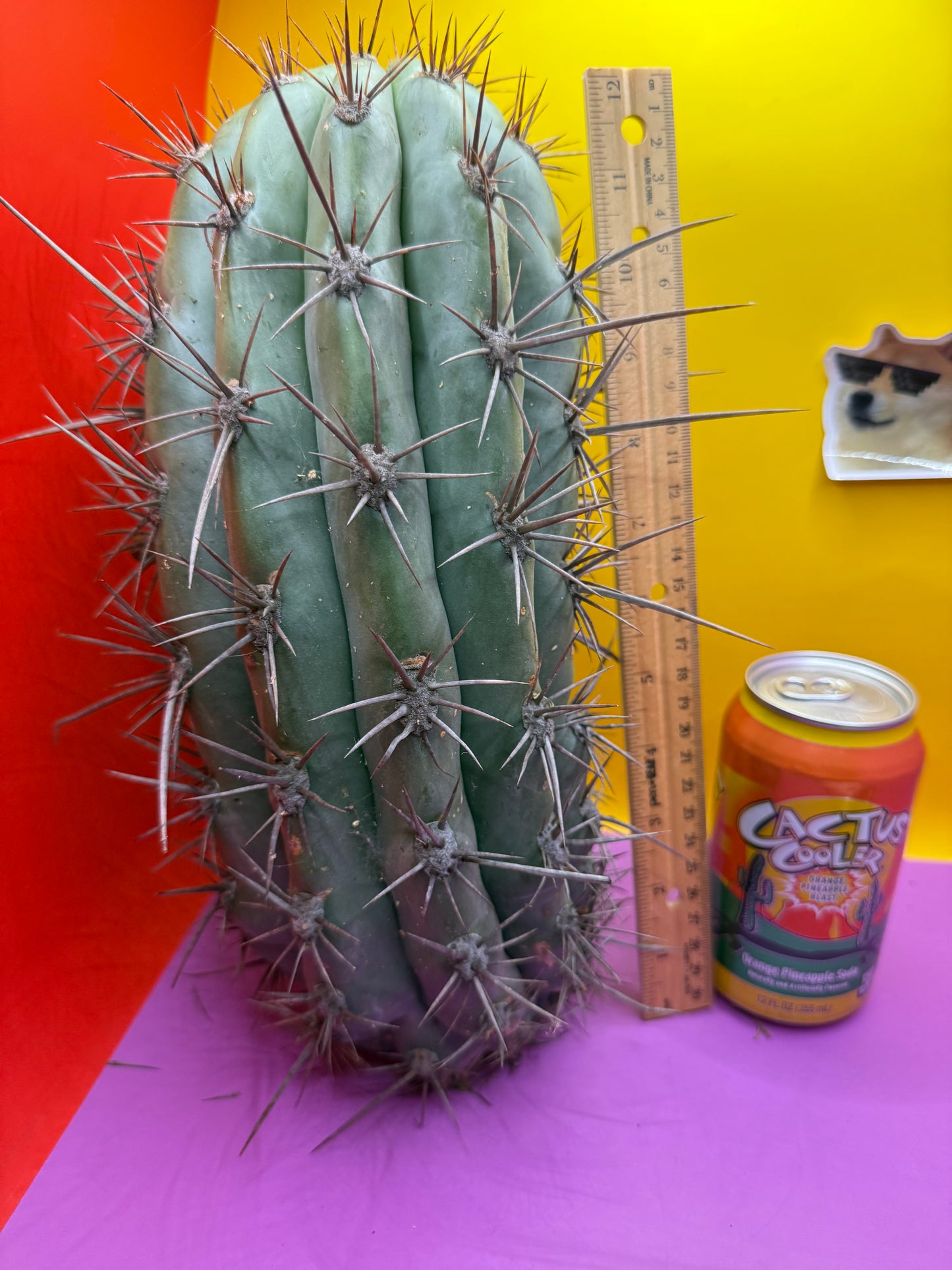 Tacaquirensis!!!!