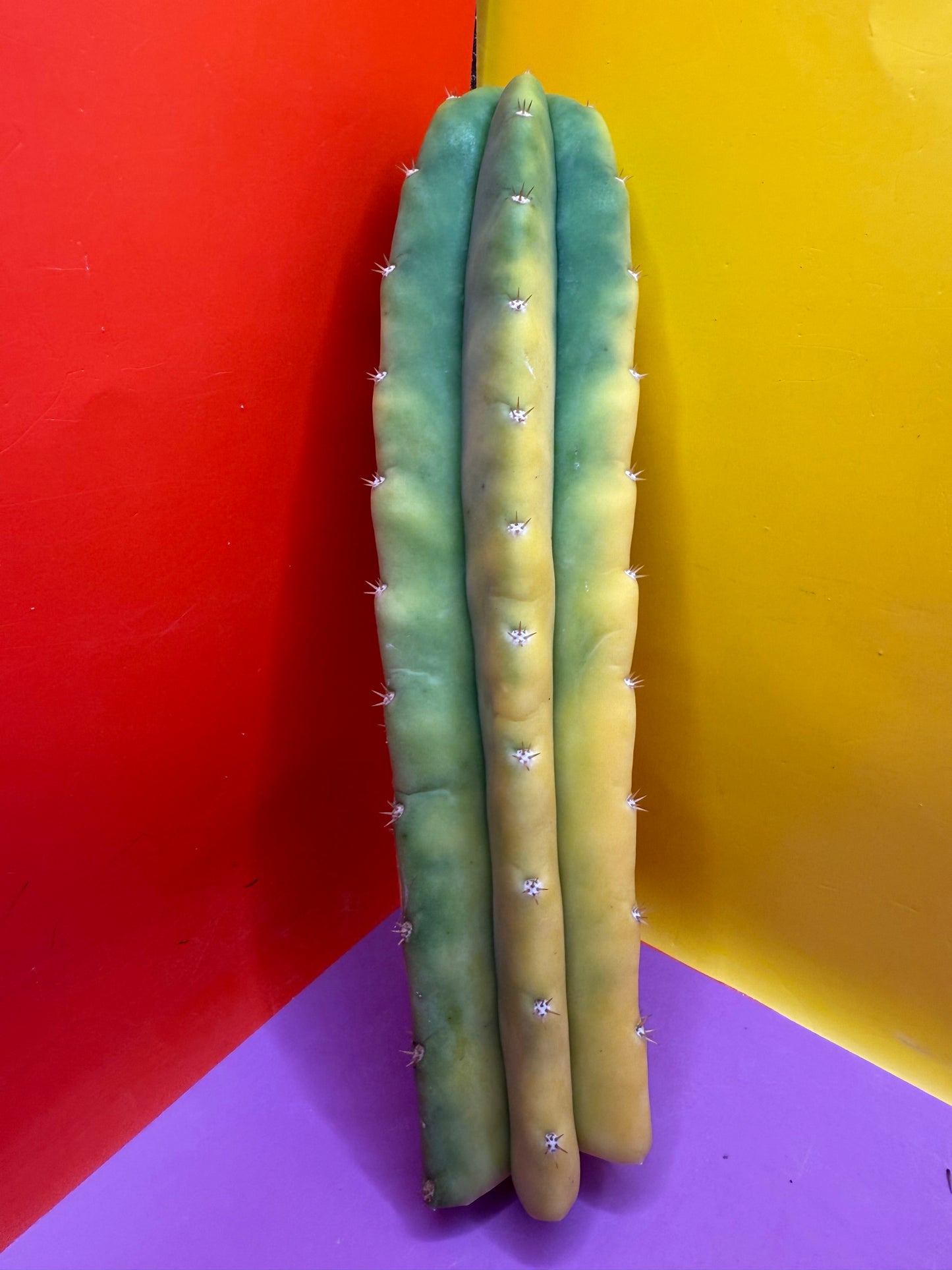 Banana San Pedro Cactus !