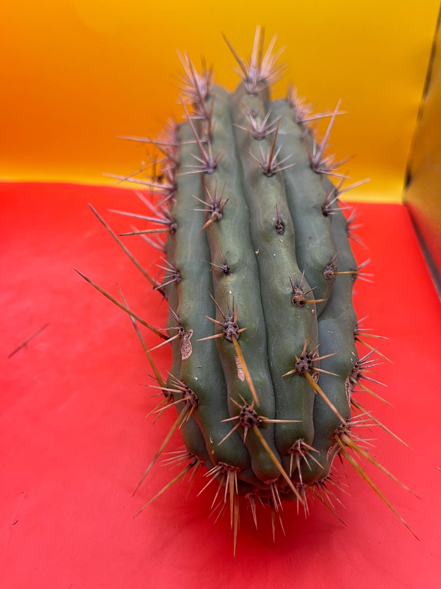 Trichocereus Puquiensis - cv “Linda”