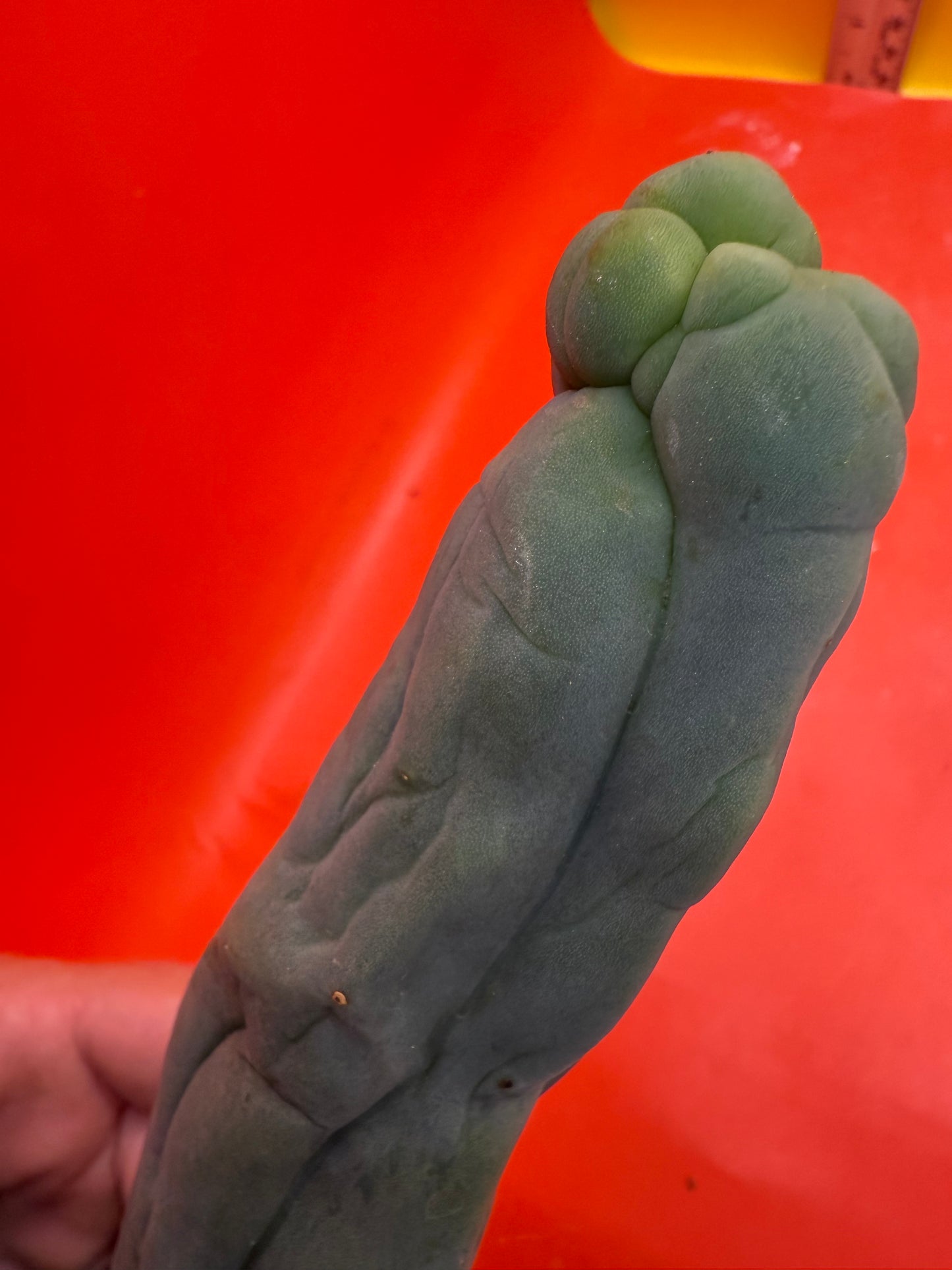 TBM-A LONG FORM CACTUS
