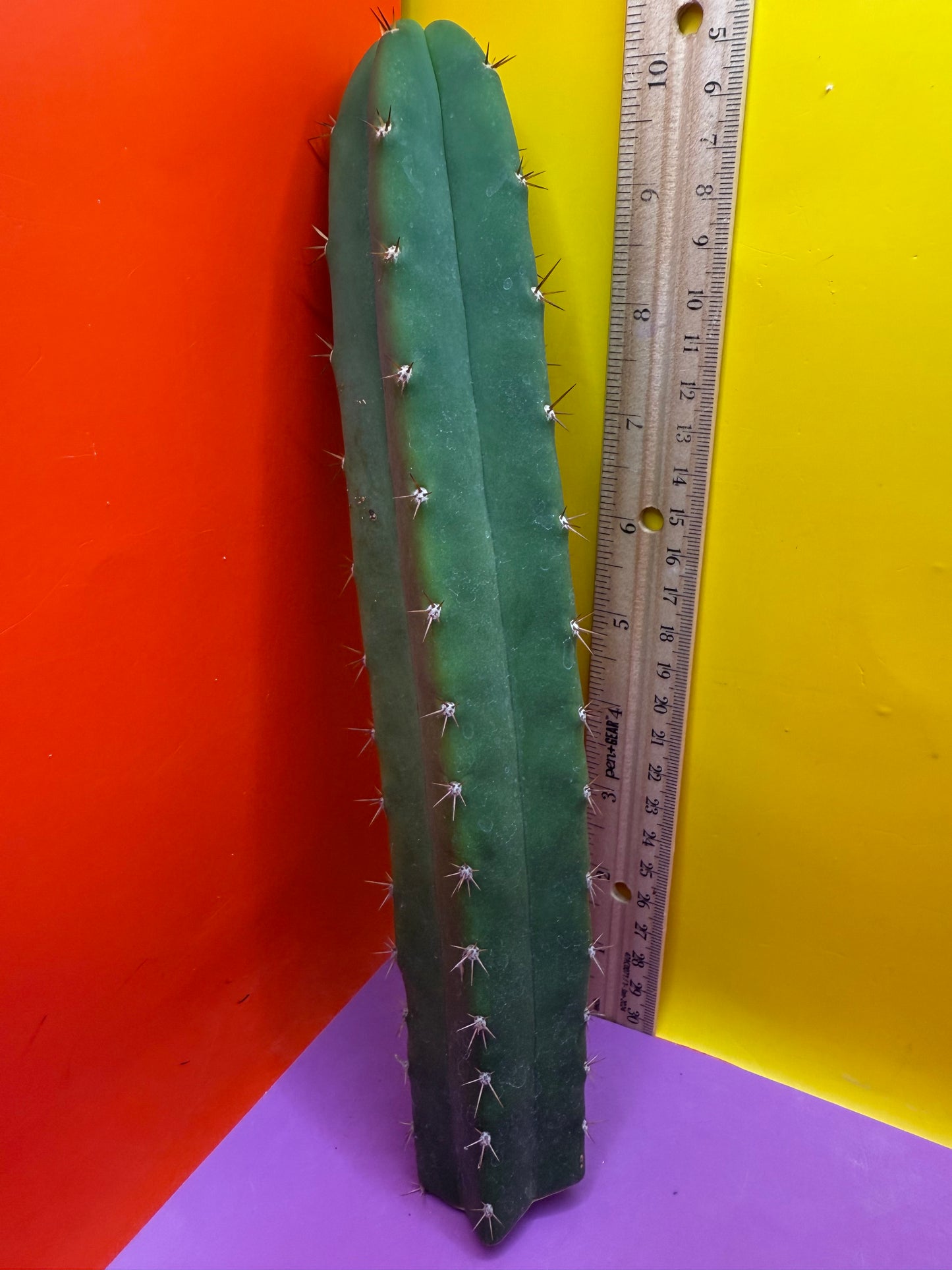 CAHUILLA OP this exact cactus  !