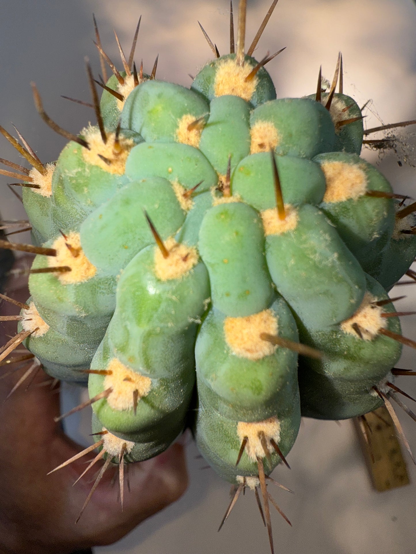 “Serra blue” San Pedro Cactus !