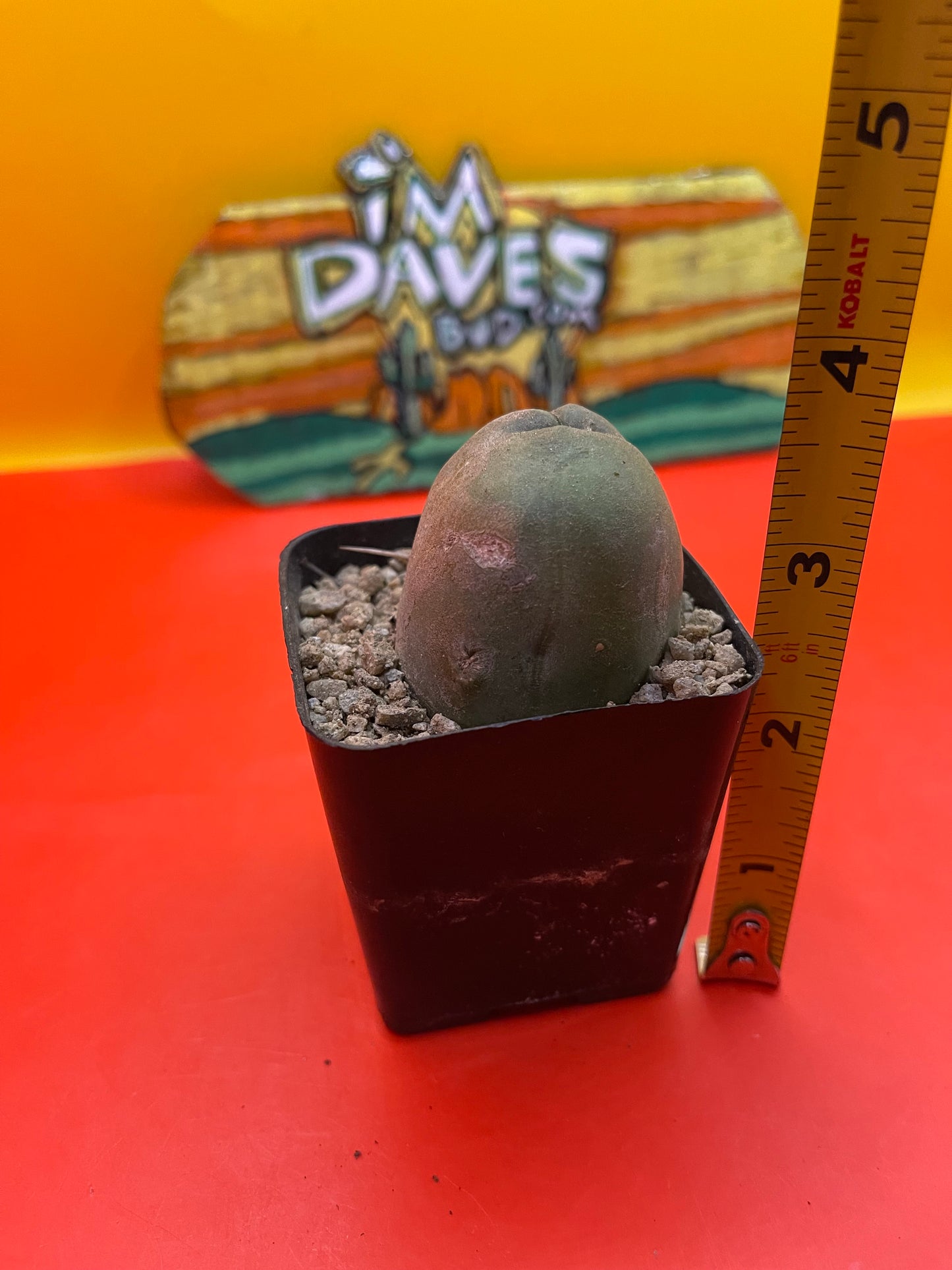 Tbm cactus !