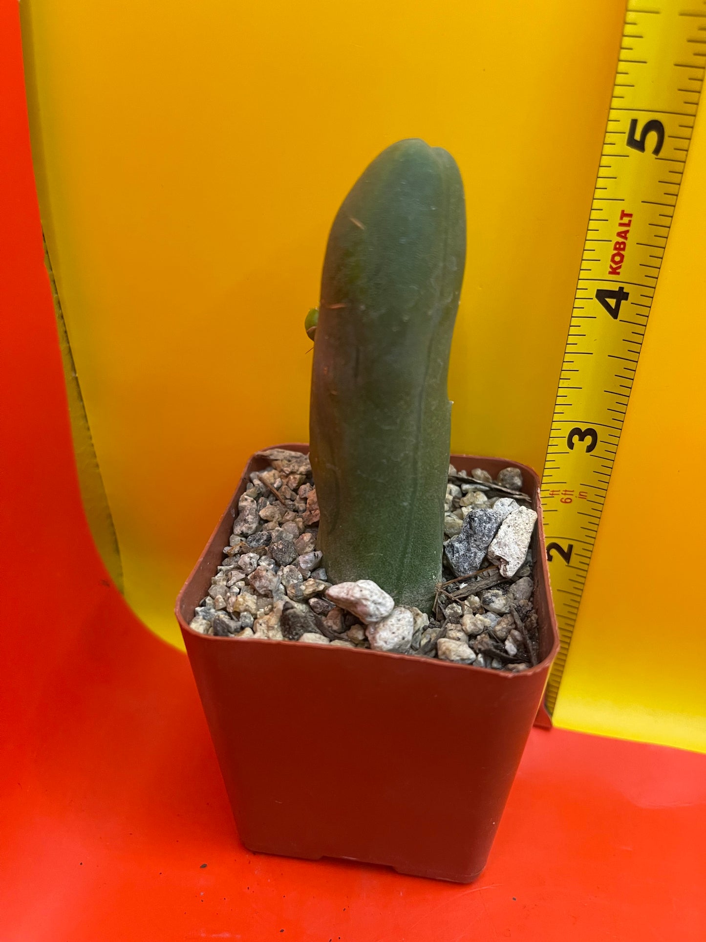 Tbm CACTUS!!