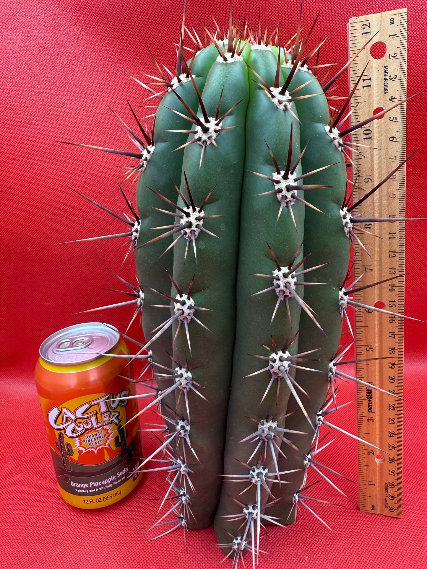 Huge San Pedro Cactus 🌶️Trichocereus Tacaquirensis !