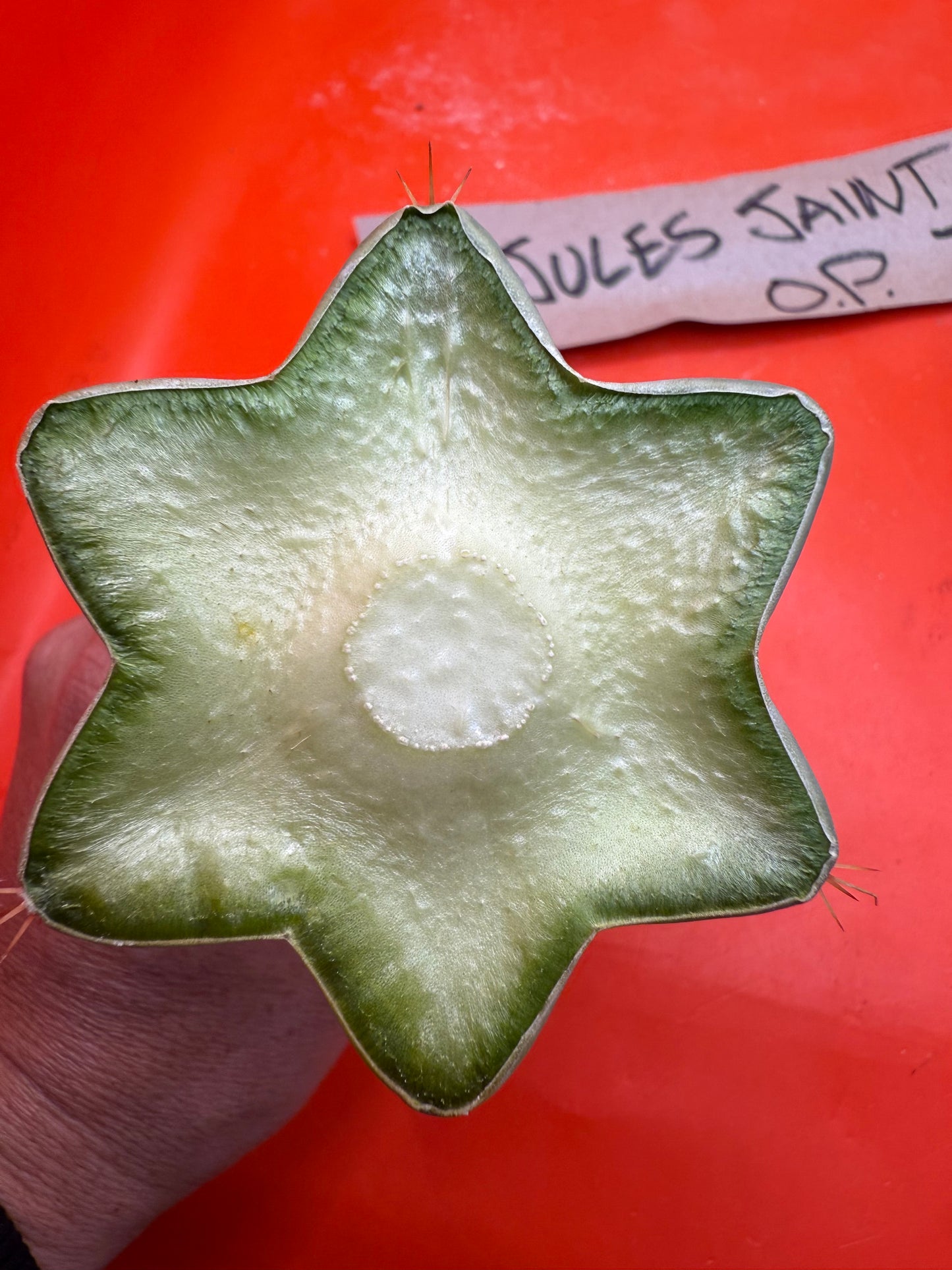 Jacks Juuls JJ O.P. “Type-A” Seed grown cactus cutting