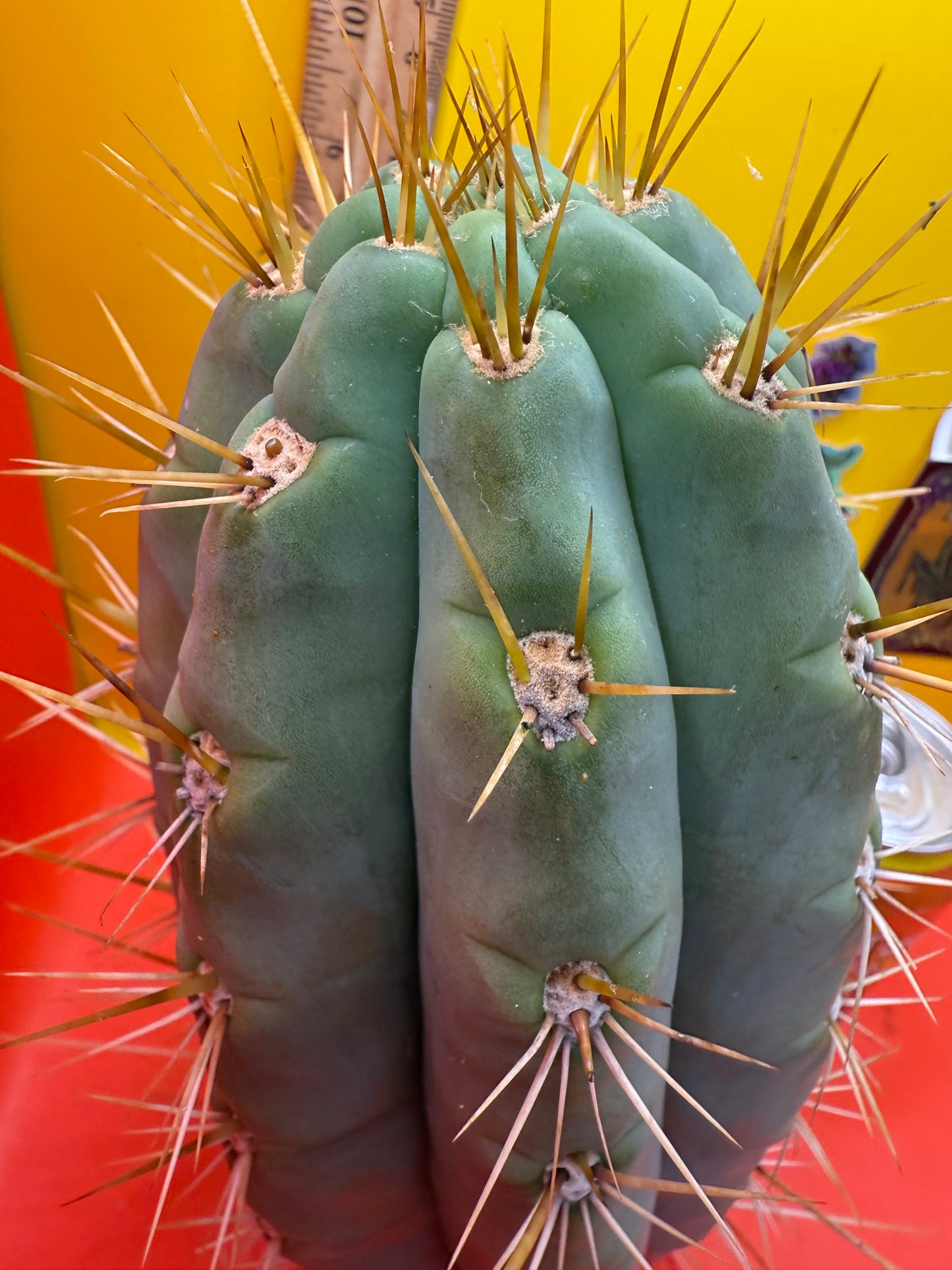 TRICHOCEREUS MACROGONUS !
