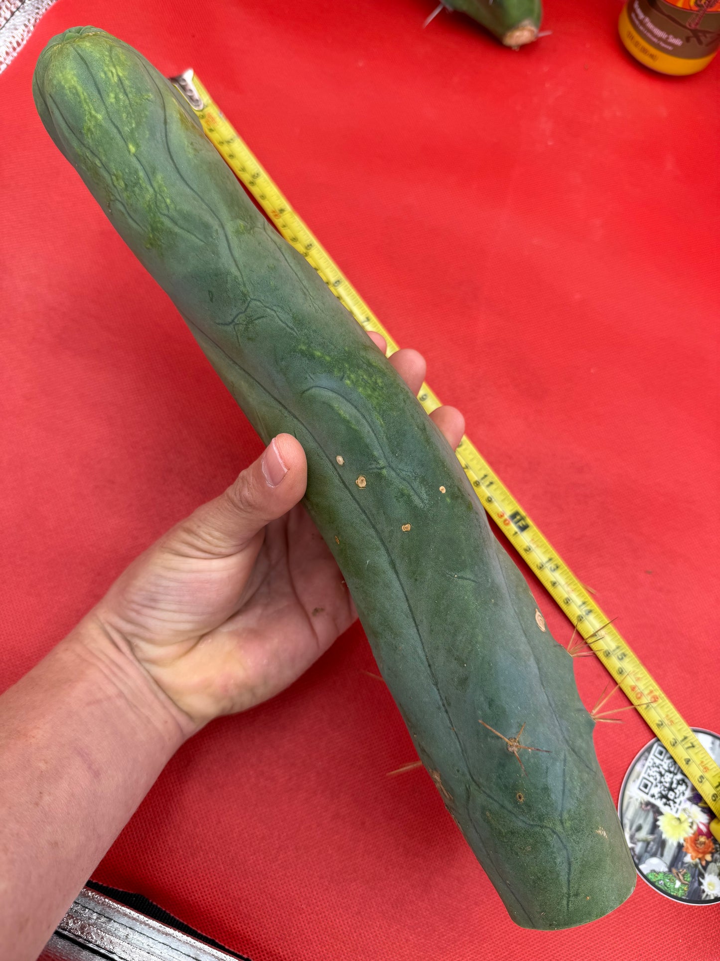 TBM-A well over a foot long !