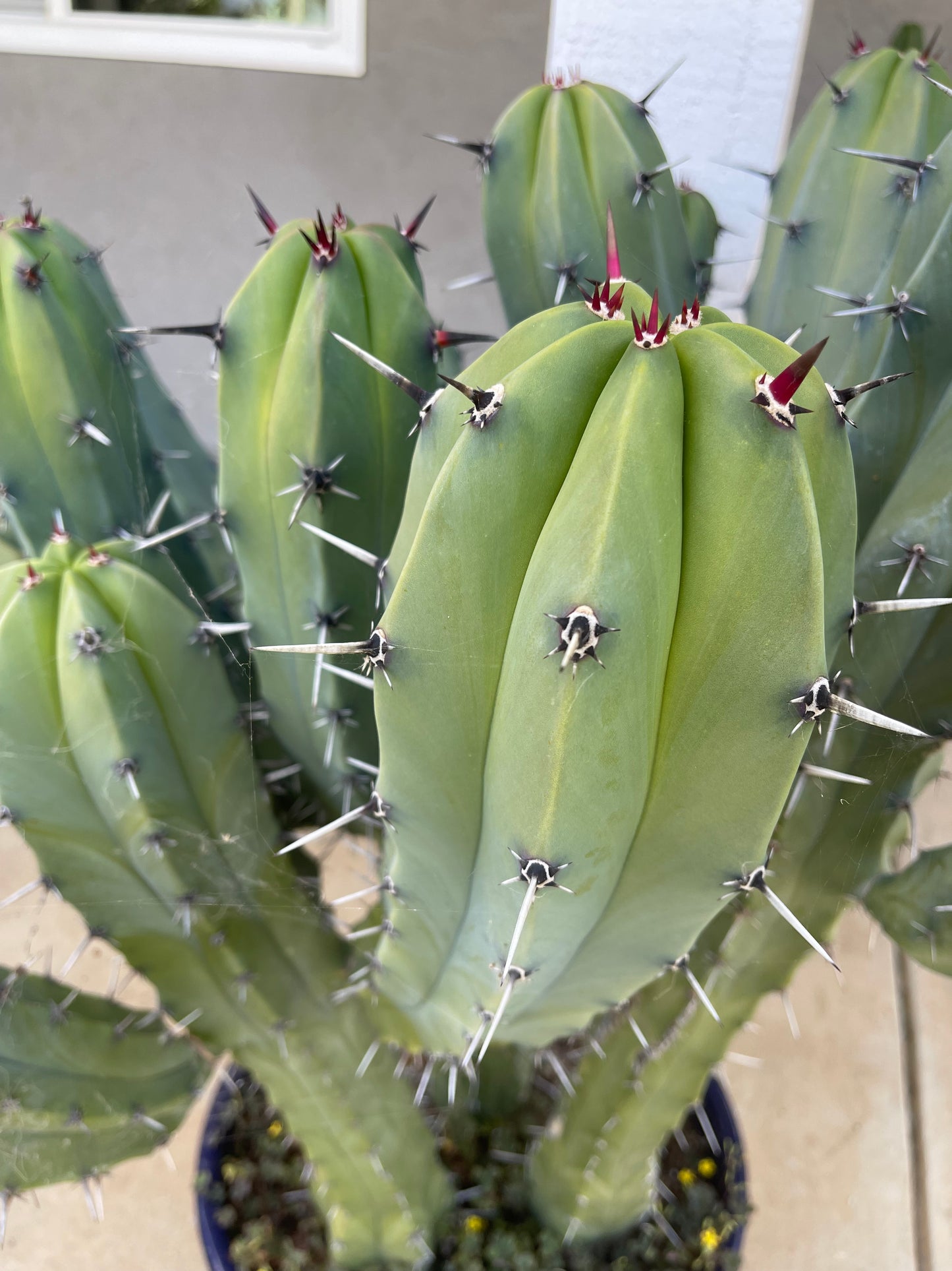 50 Myrtillocactus seeds for a buck !!! DAVES DOLLAR DAZE !!