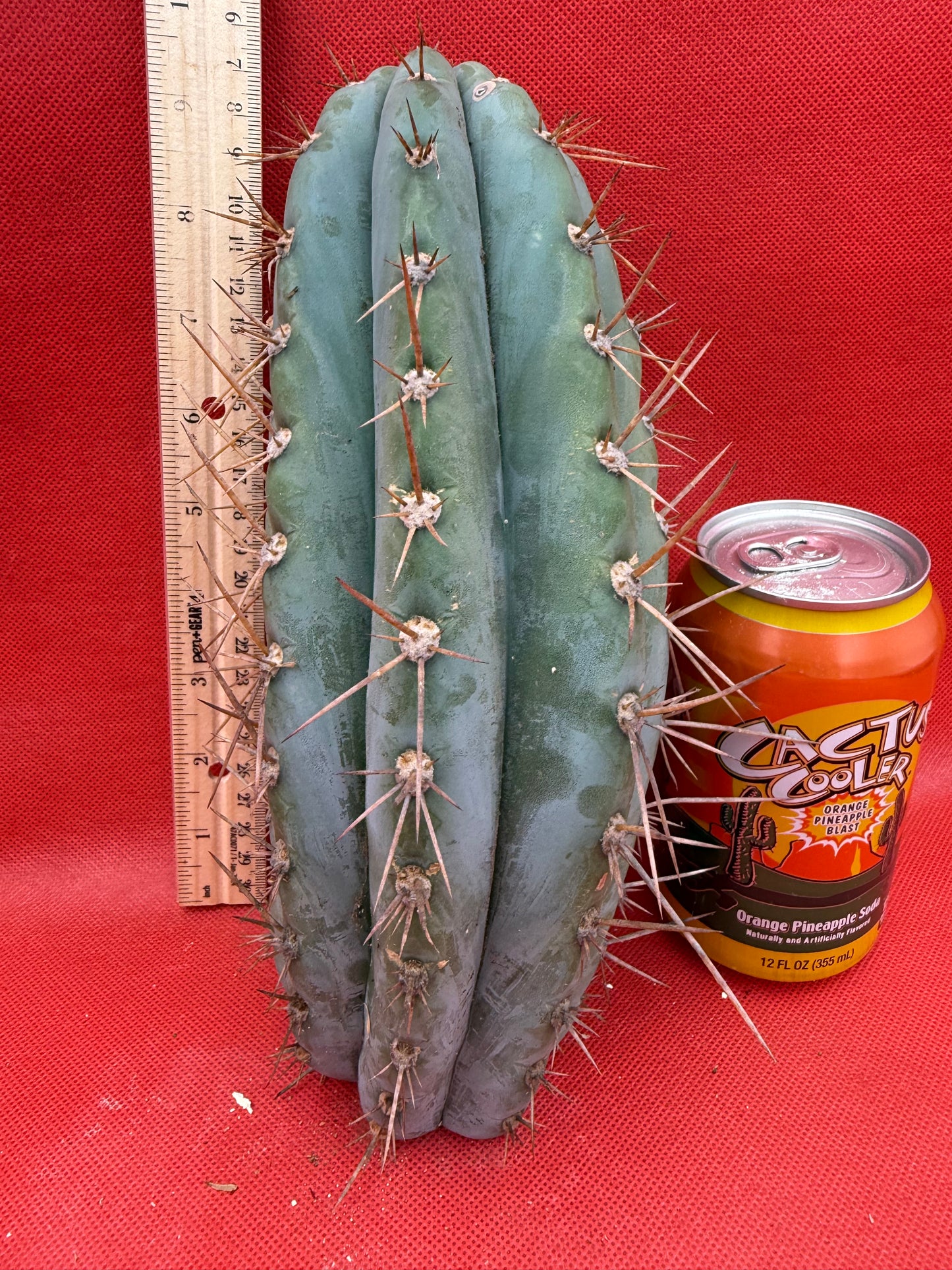 SERRA BLUE San Pedro Cactus ! 4” thick this exact cut!!