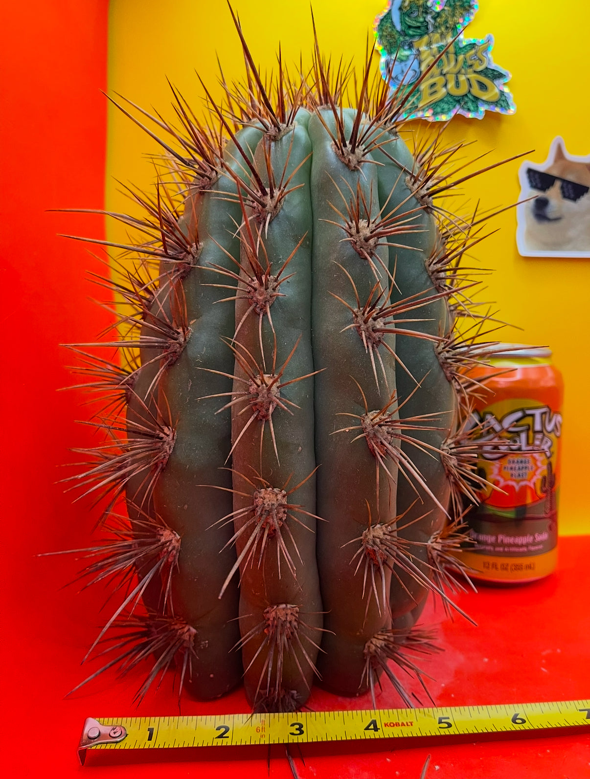 2025 harvest - 50 SEEDS OF one of the largest San Pedro Cactus - Trichocereus TACAQUIRENSIS!