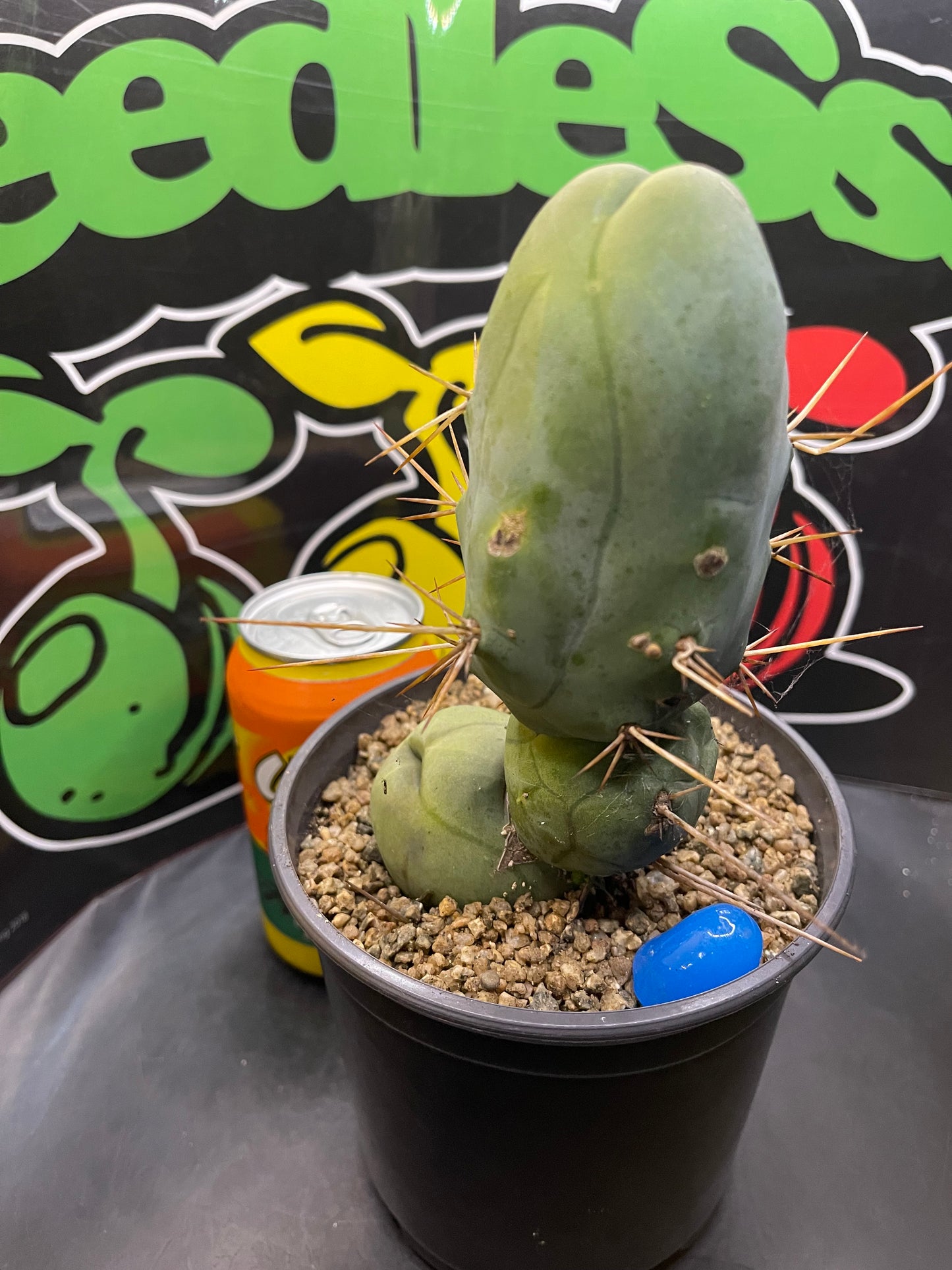 Tbm CACTUS