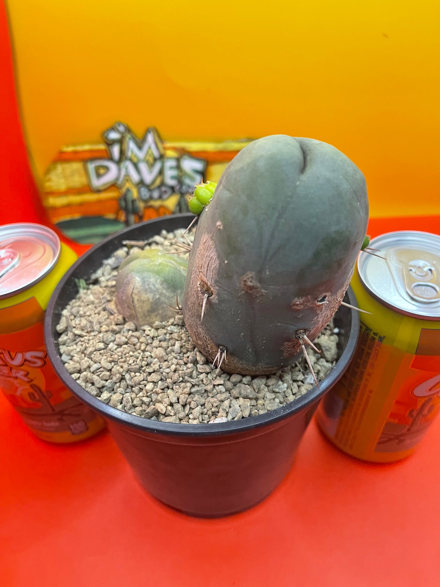 Tbm CACTUS