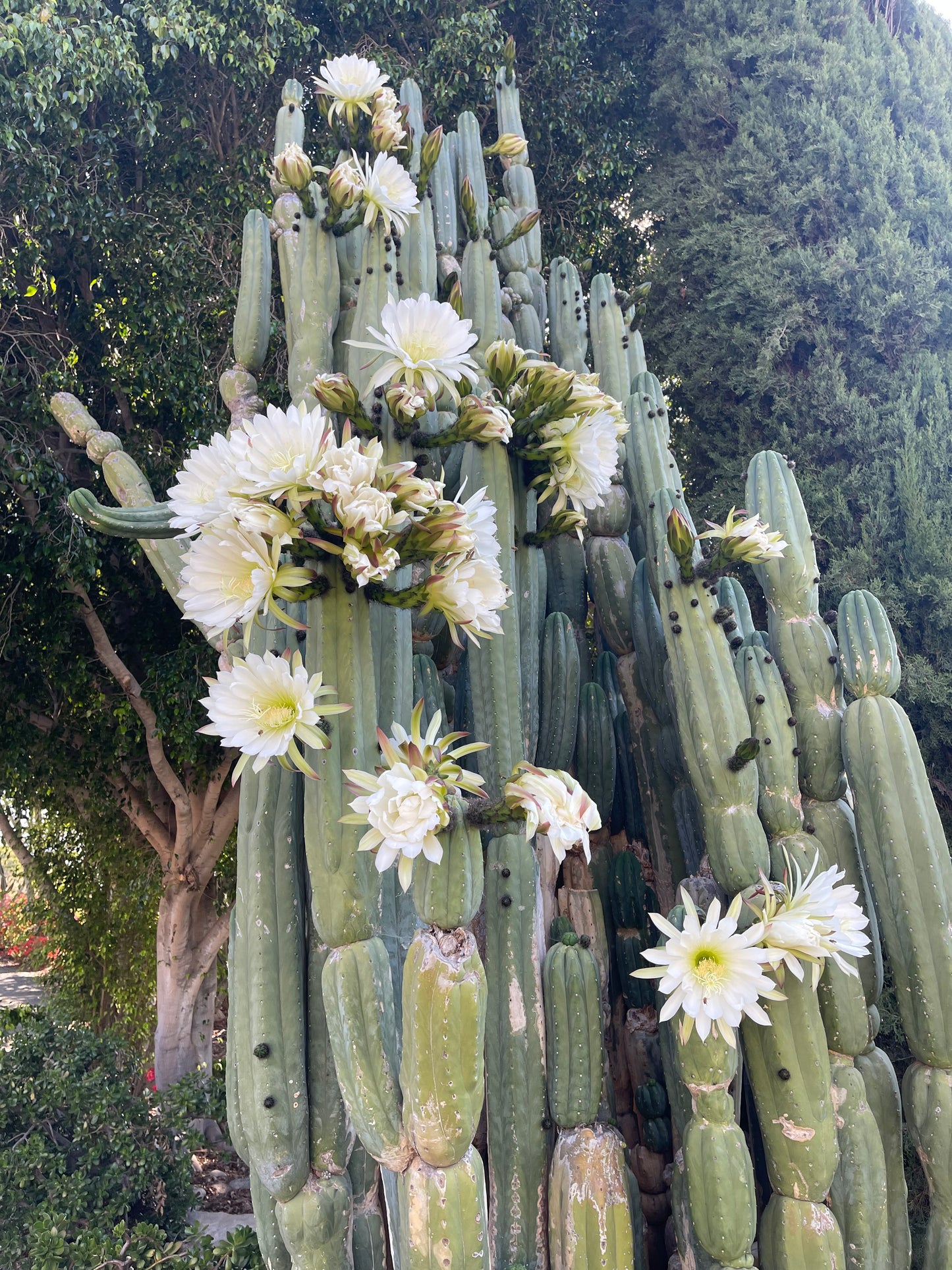 100 San Pedro Cactus - “Cahuilla” seeds!!