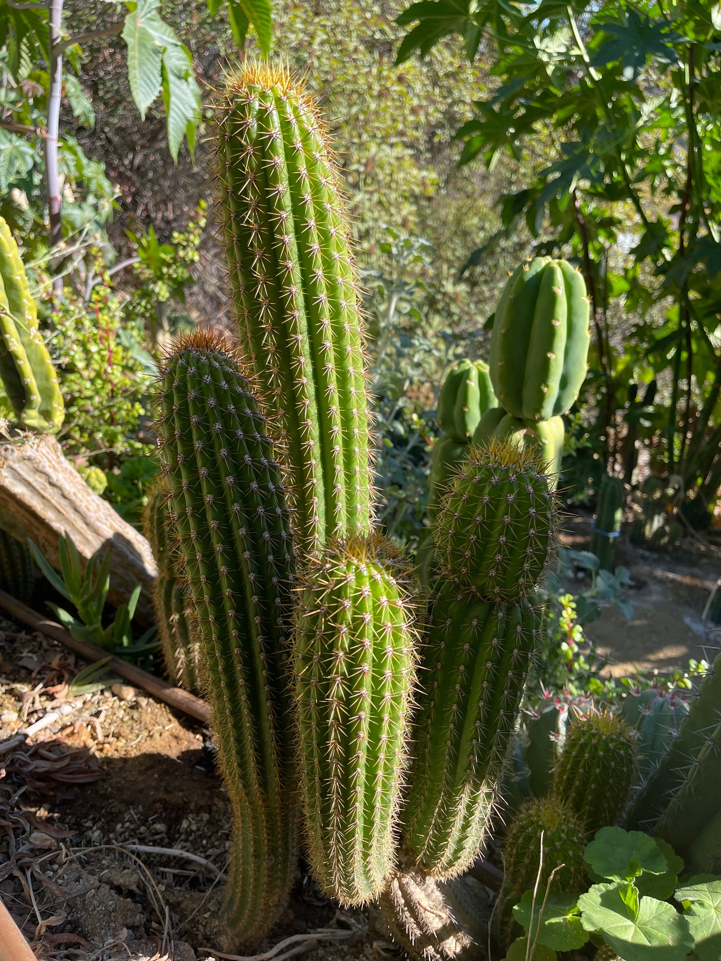 Trichocereus Spachianus seeds