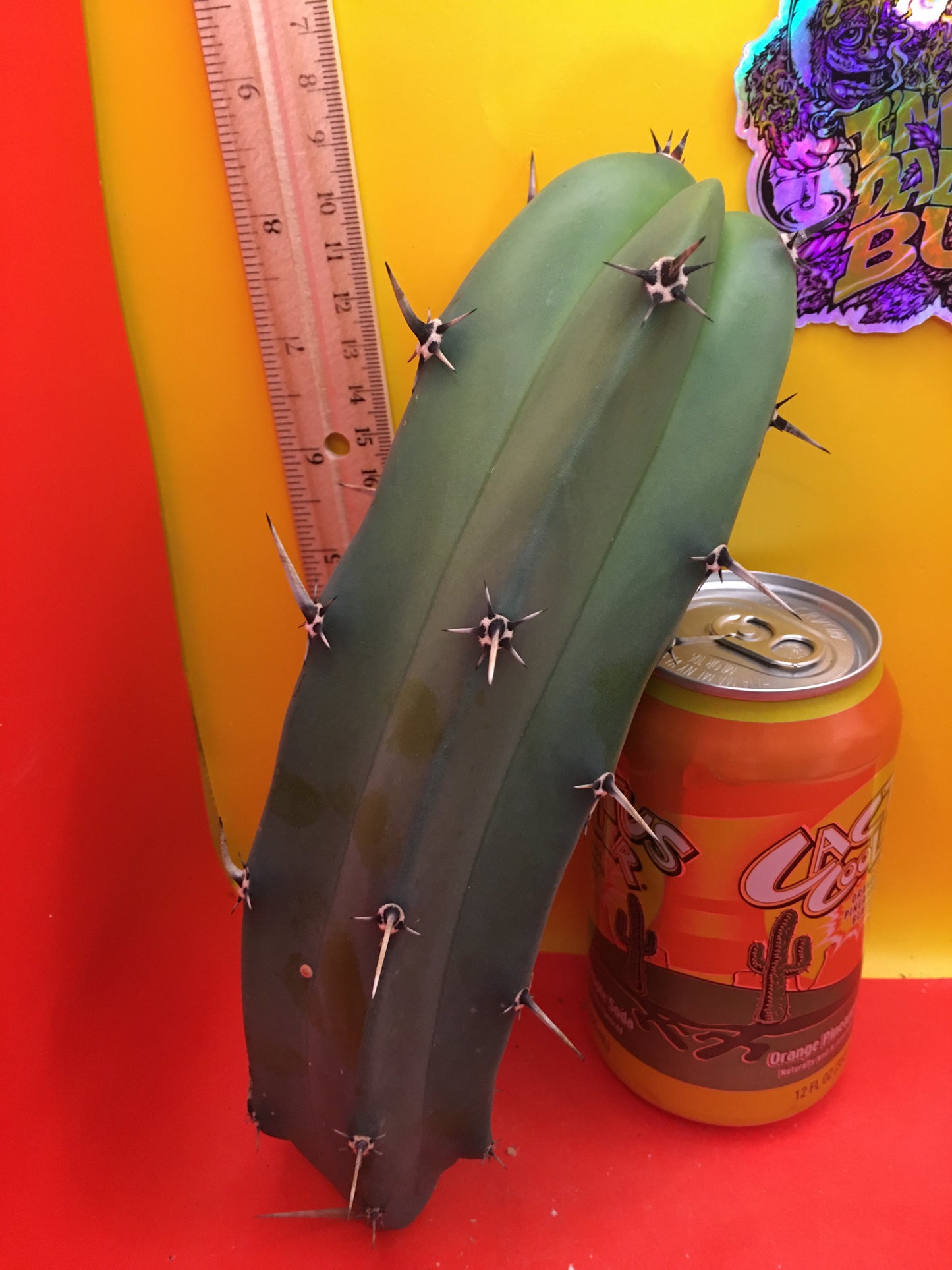 Myrtillocactus geometrizans